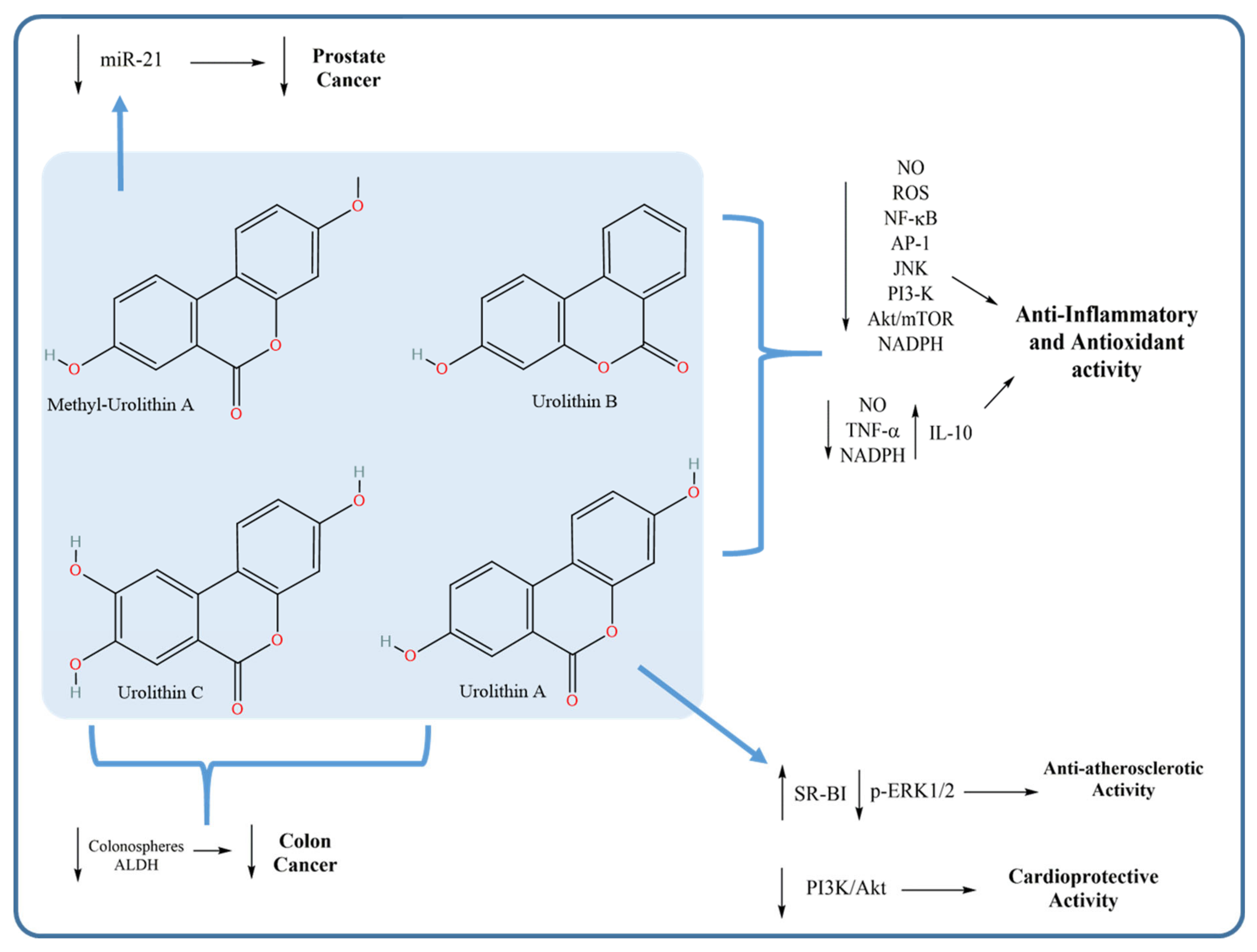 Microorganisms 09 00965 g006