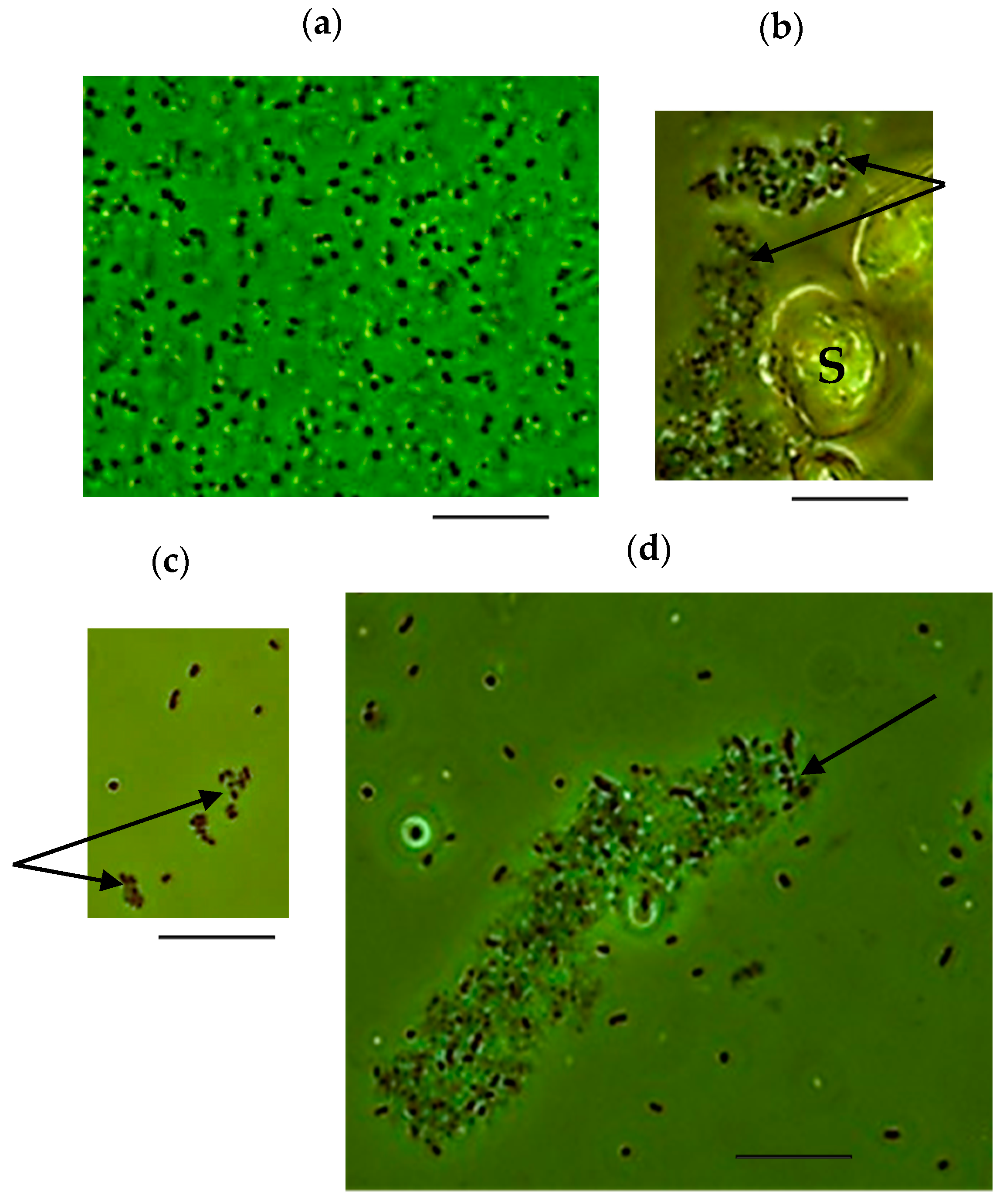Microorganisms 09 00984 g003 Microorganisms 09 00984 g003