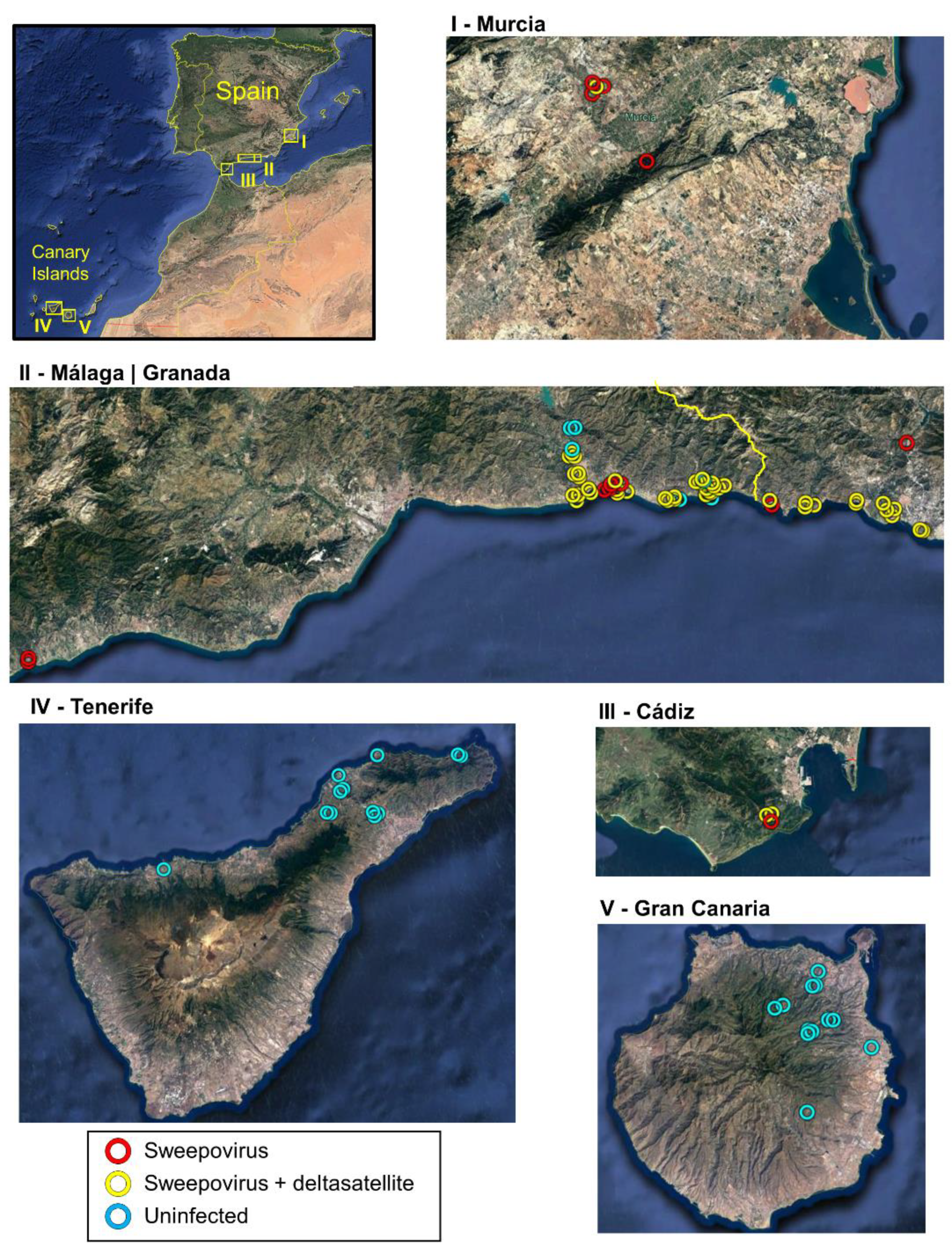 Microorganisms | Free Full-Text | Revealing the Complexity of  Sweepovirus-Deltasatellite–Plant Host Interactions: Expanded Natural and  Experimental Helper Virus Range and Effect Dependence on Virus-Host  Combination