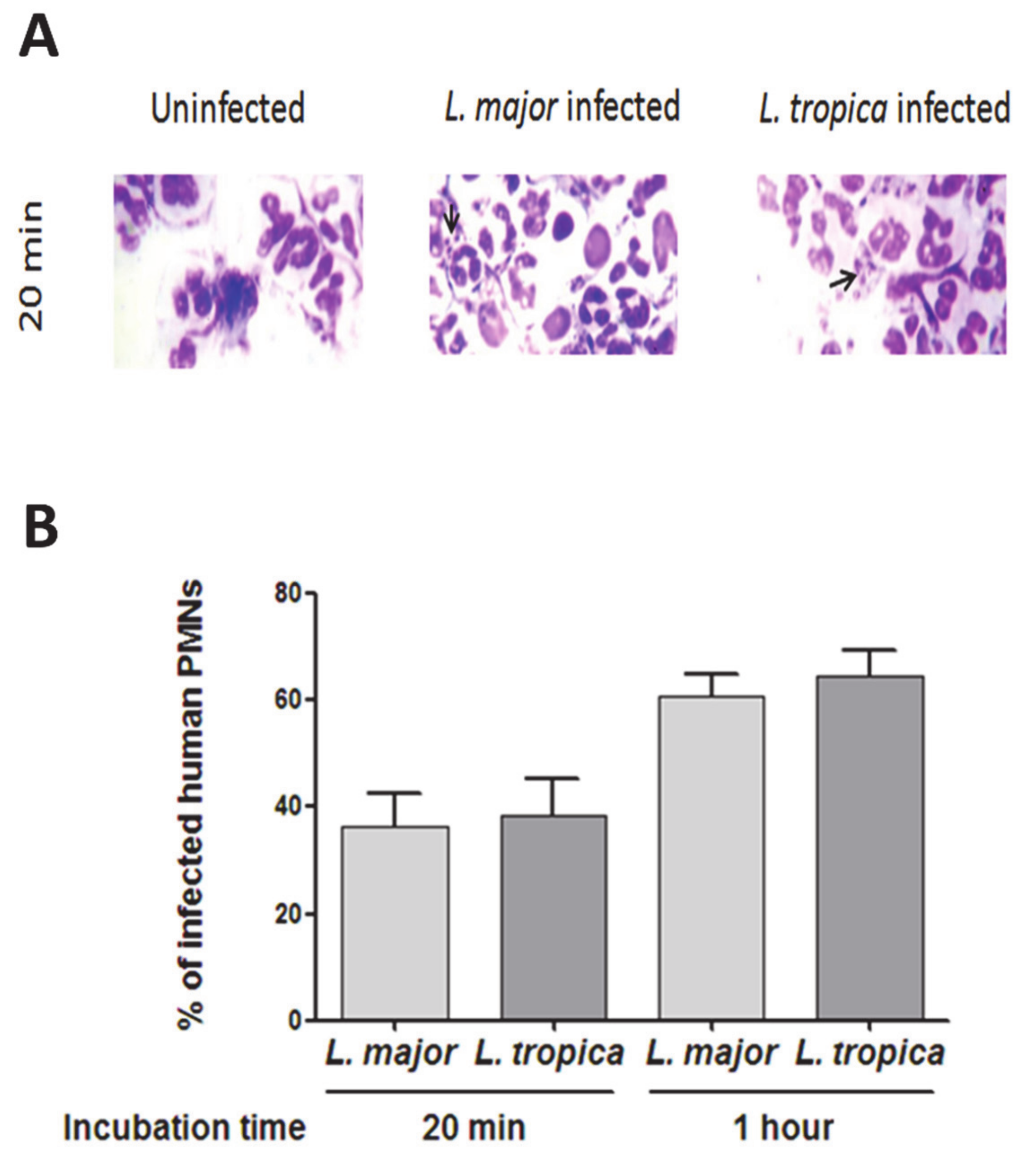 Microorganisms 09 01025 g001