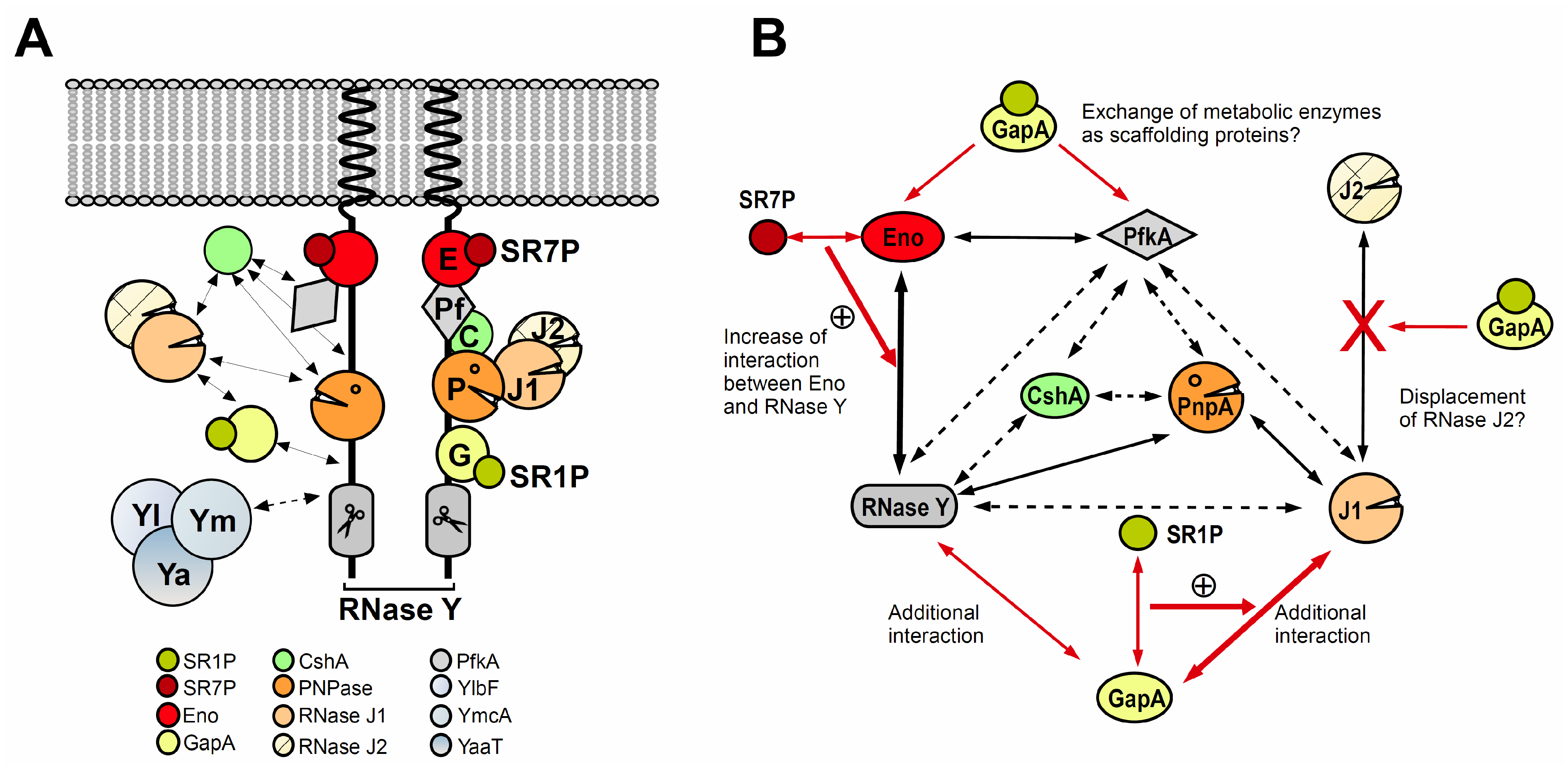 Microorganisms 09 01046 g002