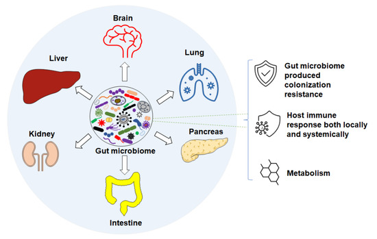 Microorganisms Free Full Text Consideration Of Gut Microbiome In Murine Models Of Diseases