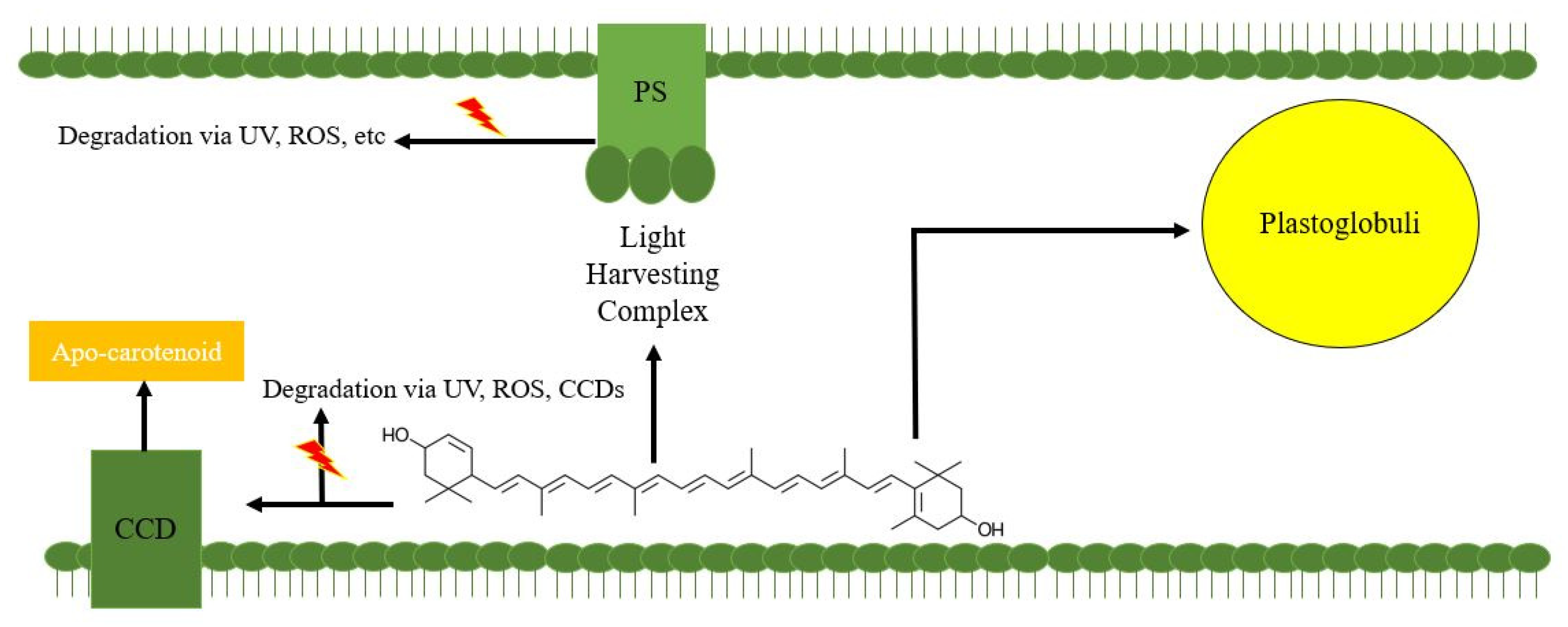 Microorganisms 09 01068 g001