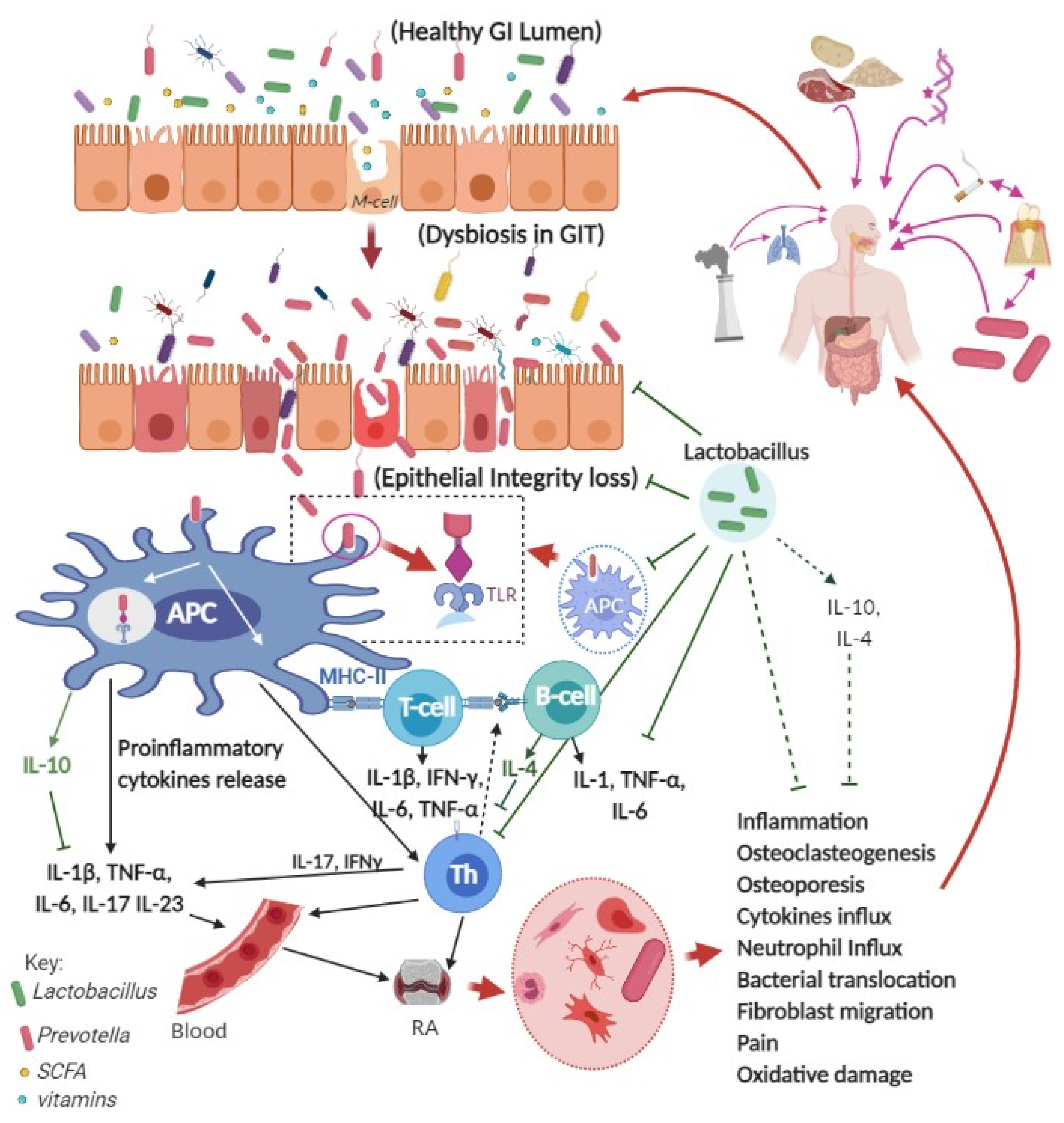Microorganisms | Free Full-Text | Probiotics and Amelioration of Rheumatoid  Arthritis: Significant Roles of Lactobacillus casei and Lactobacillus  acidophilus
