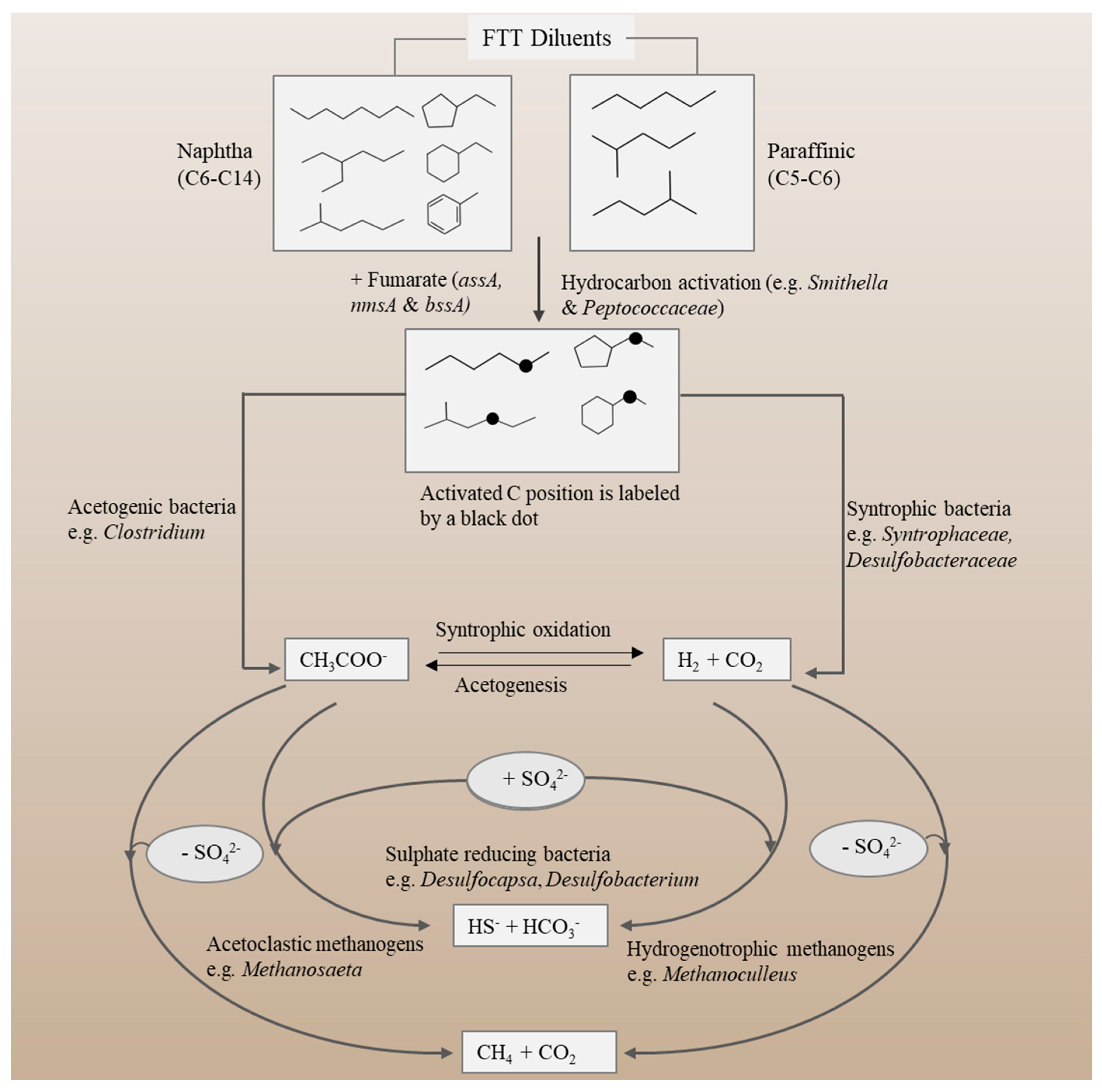 Microorganisms Free Full Text A Deep Look Into The Microbiology And Chemistry Of Froth Treatment Tailings A Review Html