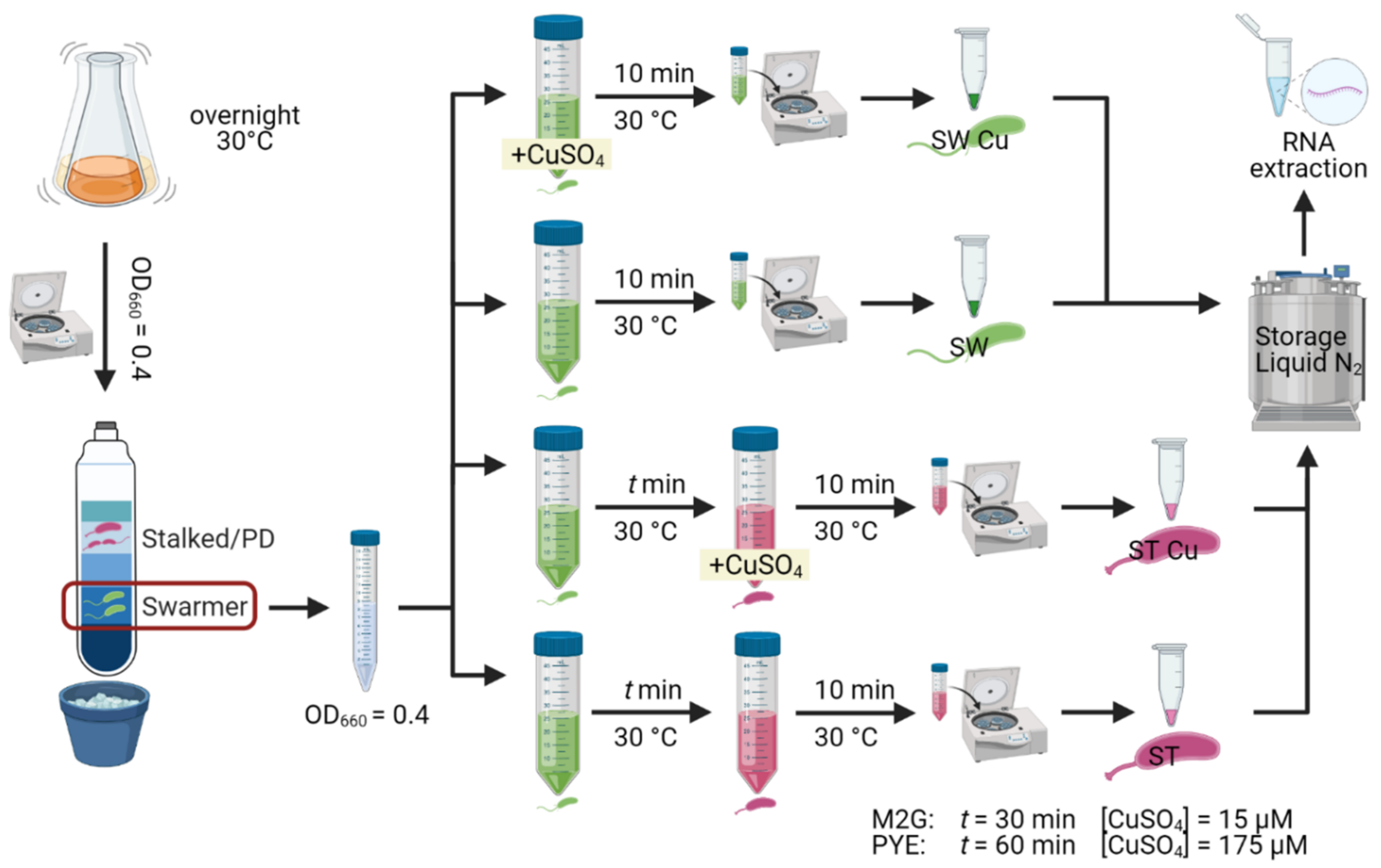 Microorganisms 09 01116 g001