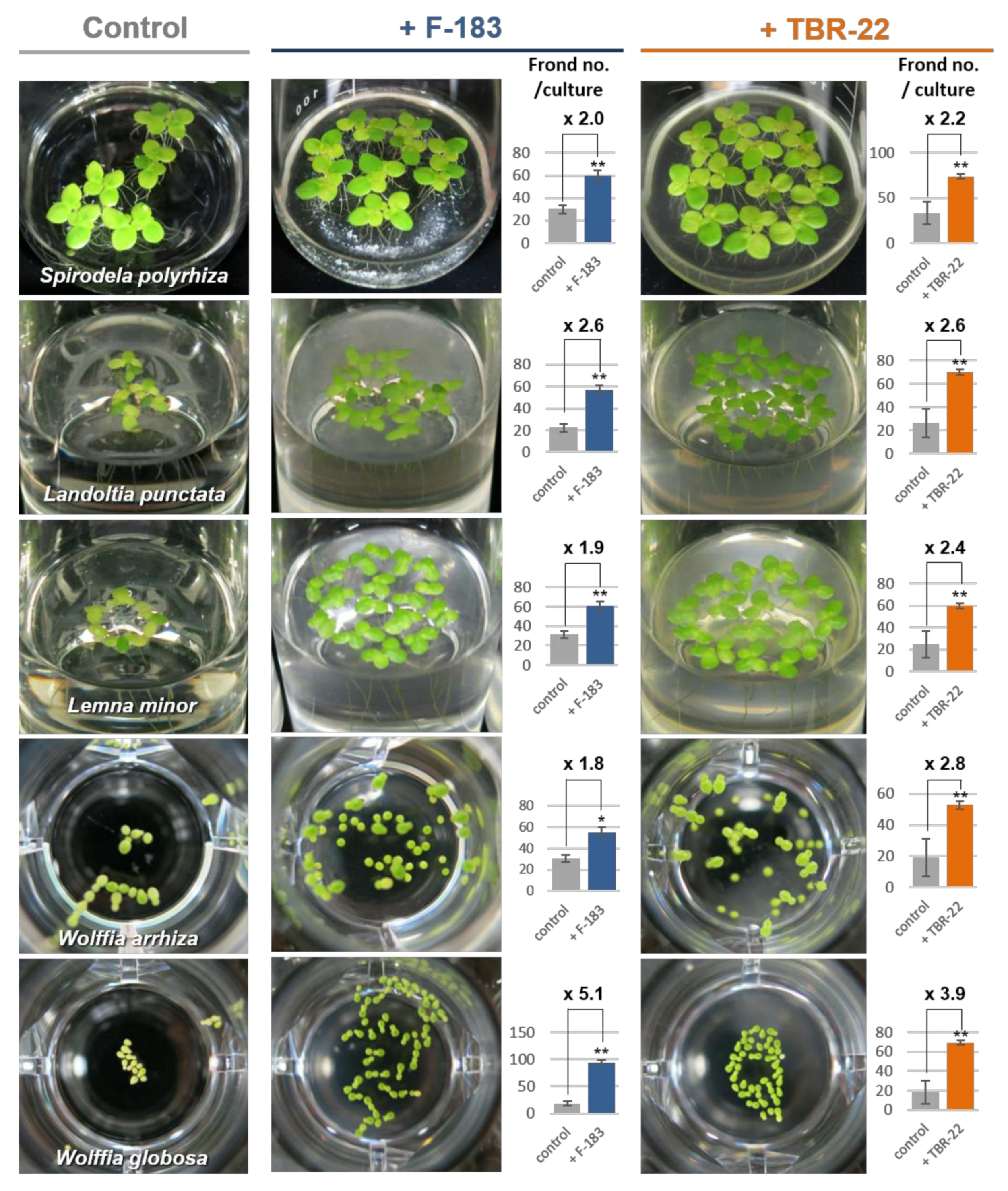 Microorganisms 09 01133 g003