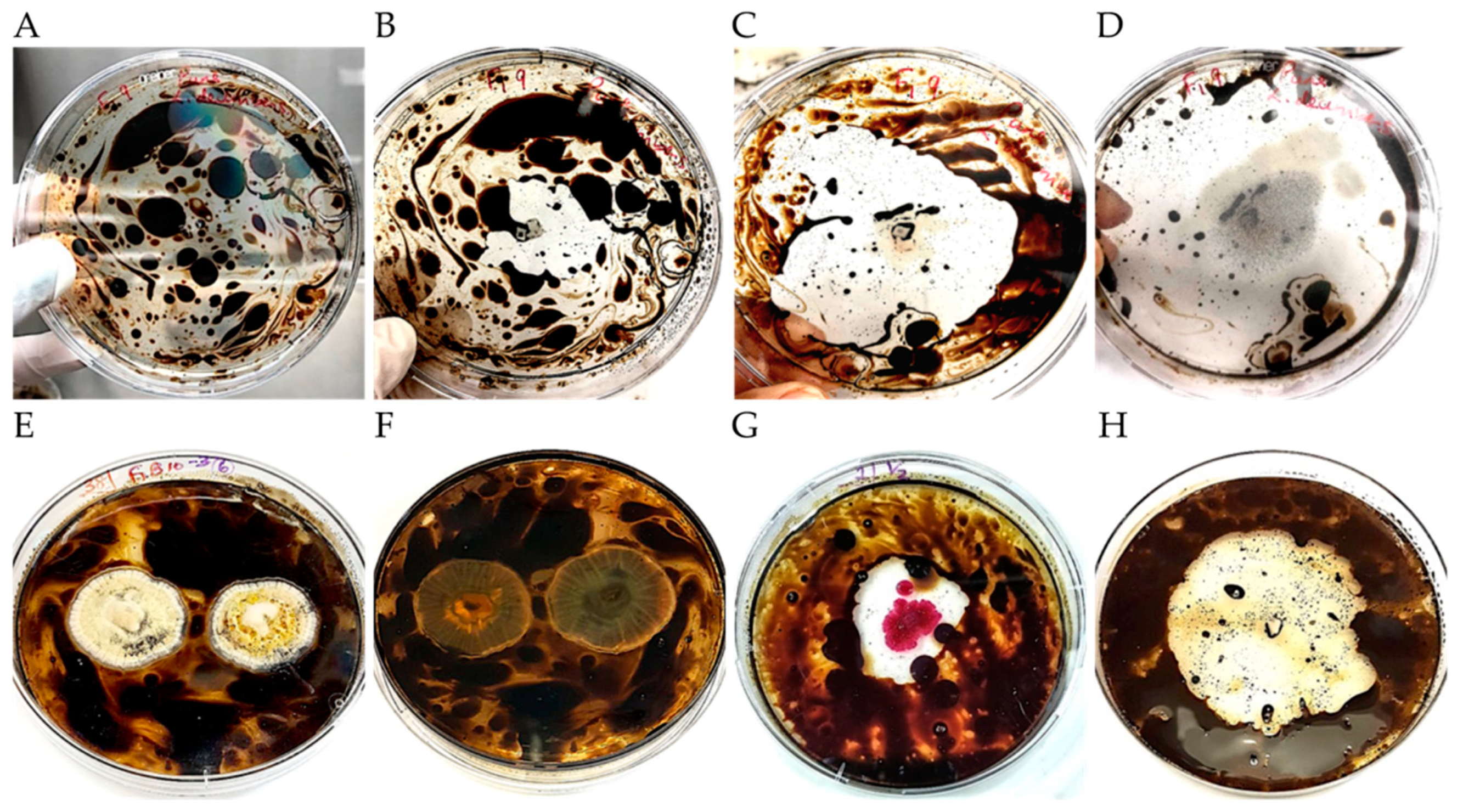 Microorganisms 09 01167 g002 Microorganisms 09 01167 g002