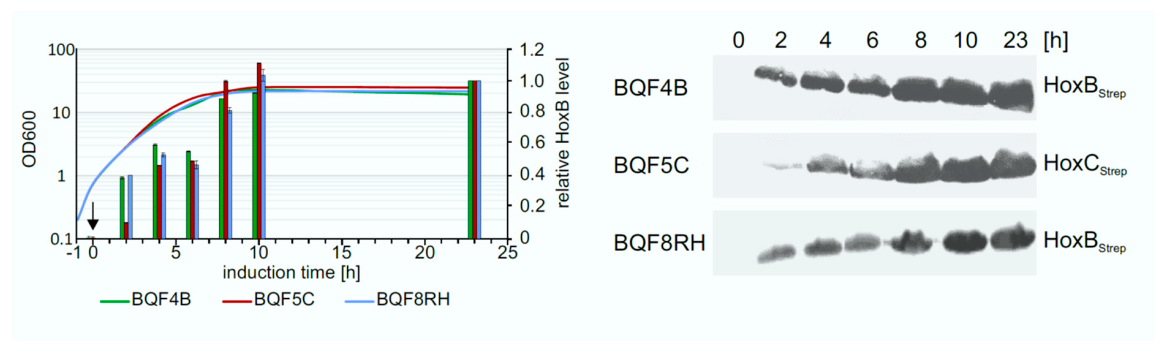 Microorganisms 09 01195 g004 Microorganisms 09 01195 g004