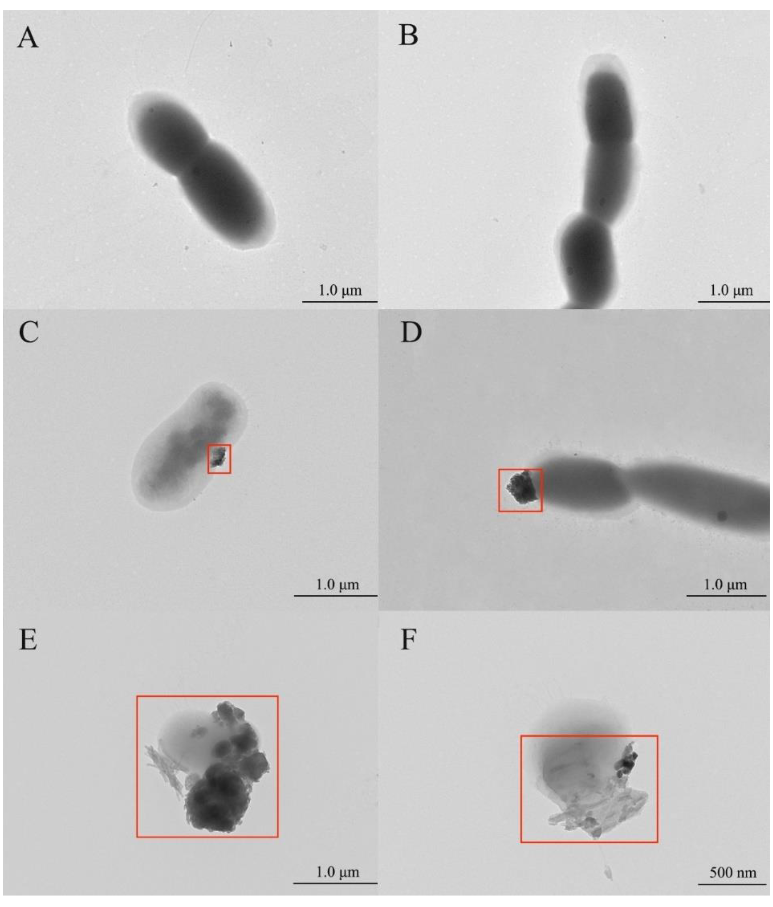Microorganisms 09 01247 g004 Microorganisms 09 01247 g004