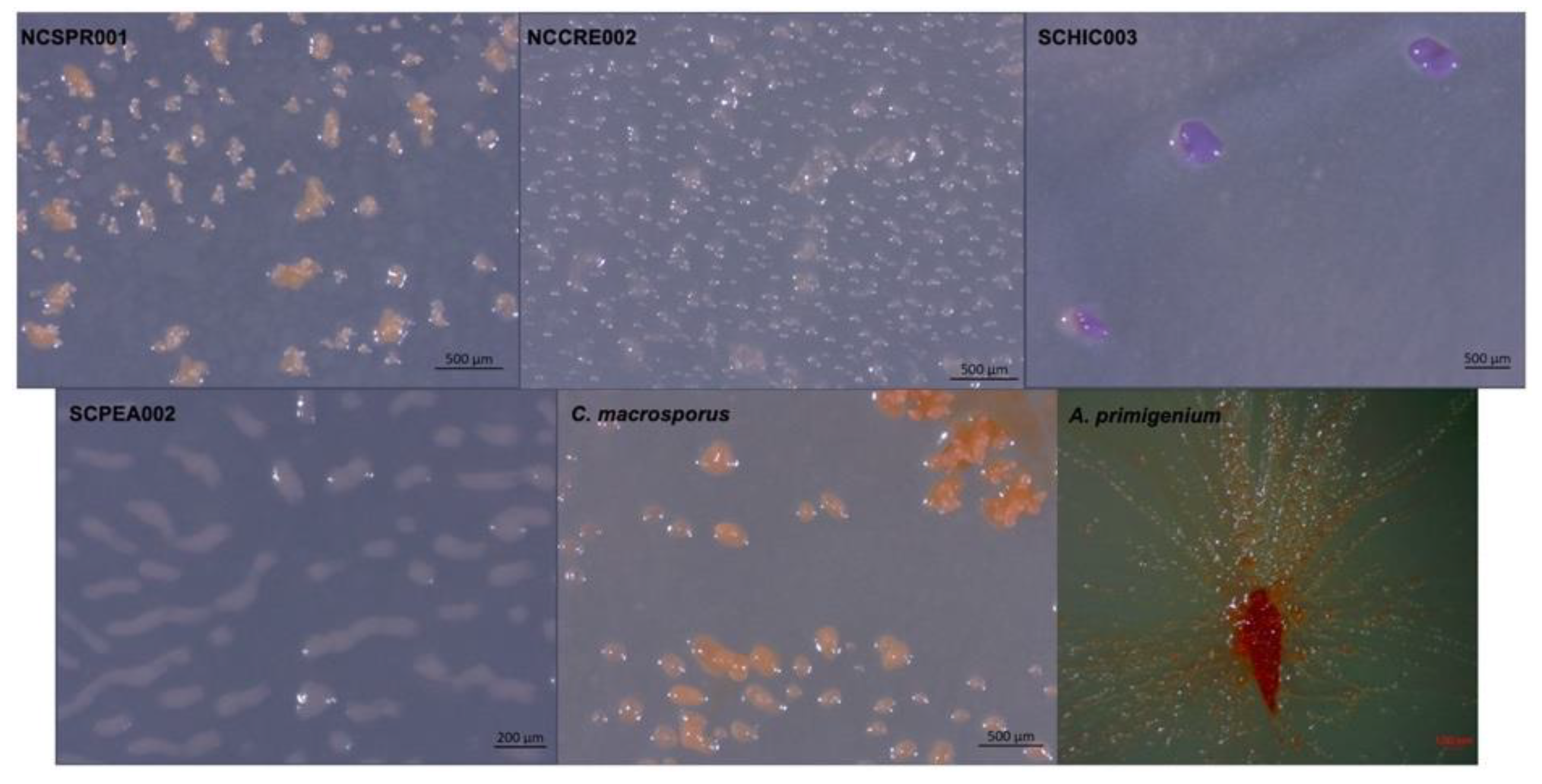 Microorganisms 09 01376 g001