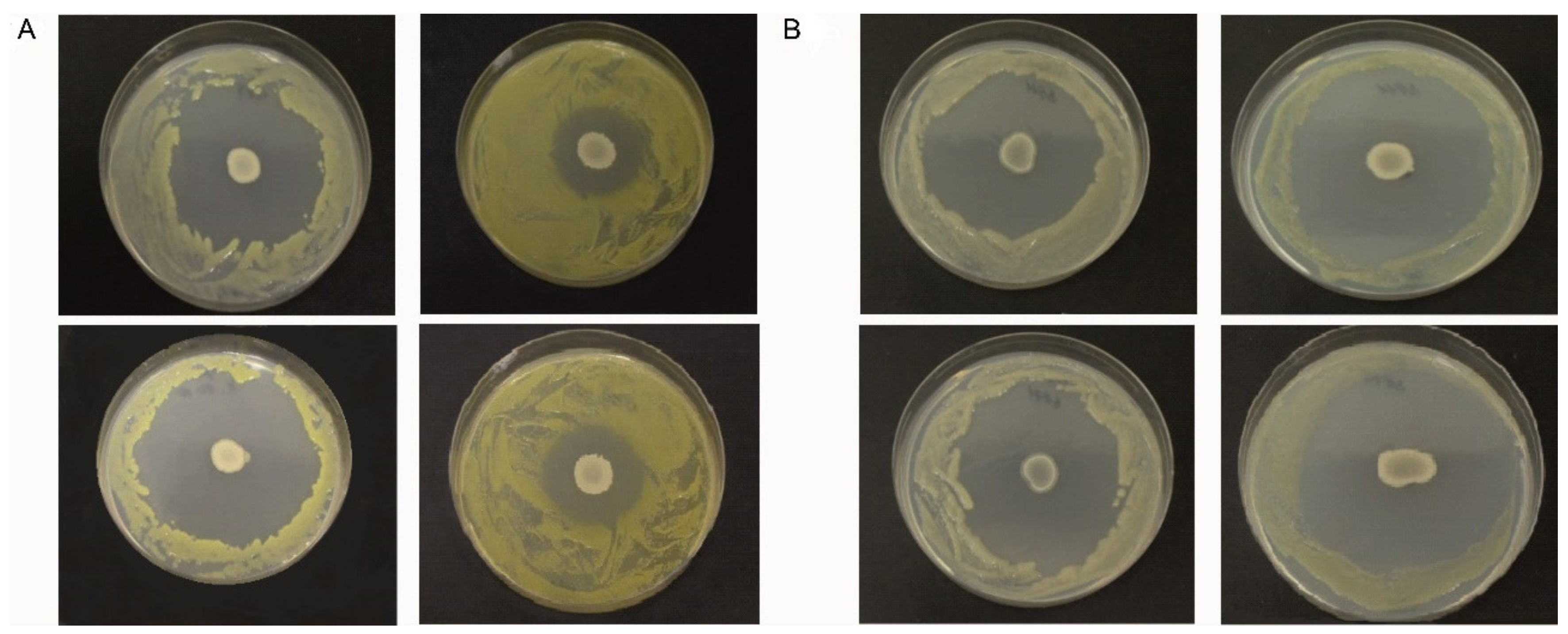 Microorganisms | Free Full-Text | Killing Effect of Bacillus velezensis  FZB42 on a Xanthomonas campestris pv. Campestris (Xcc) Strain Newly  Isolated from Cabbage Brassica oleracea Convar. Capitata (L.): A  Metabolomic Study