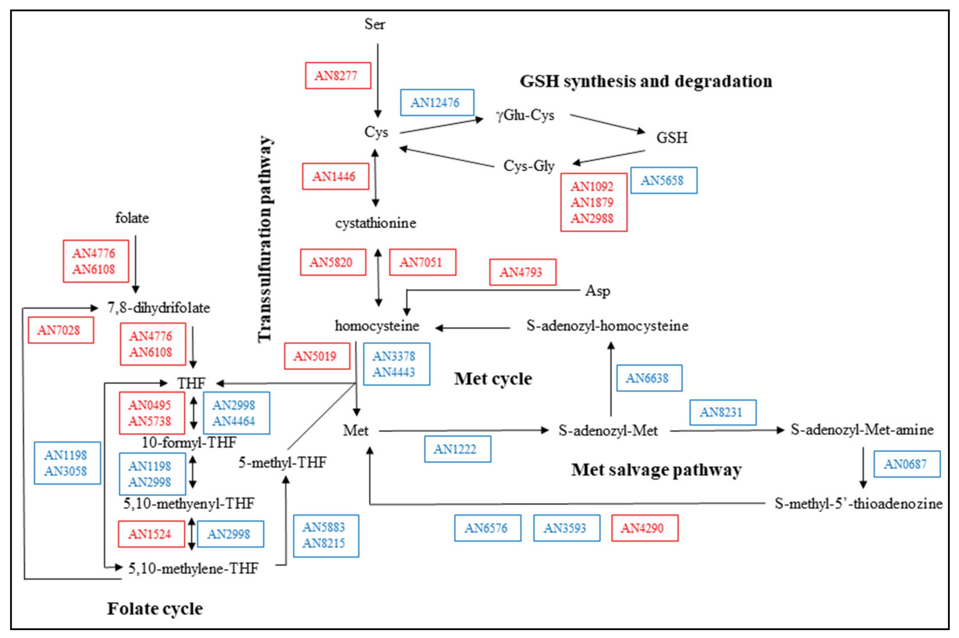 Microorganisms 09 01433 g003