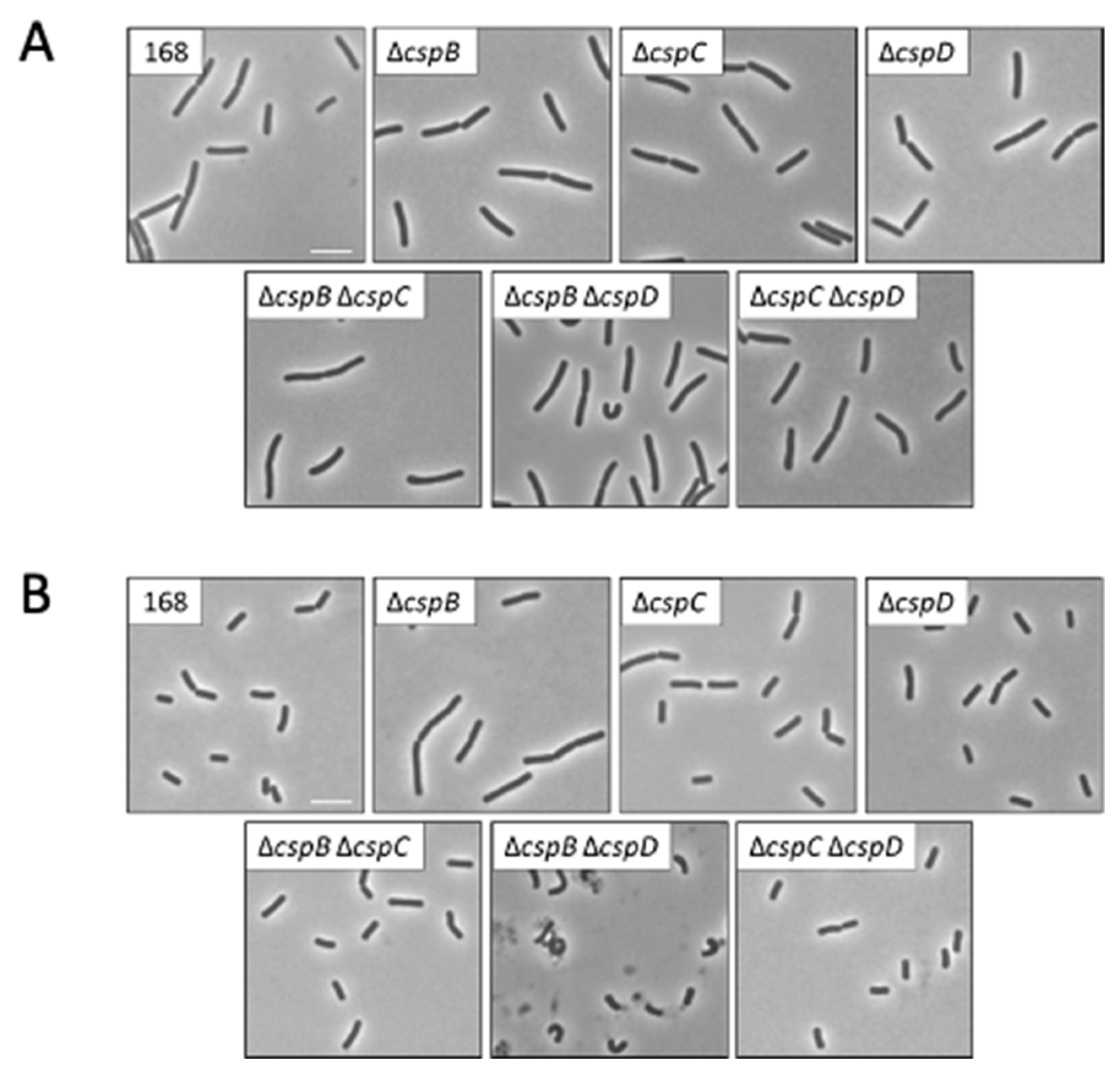 Microorganisms 09 01434 g002 Microorganisms 09 01434 g002