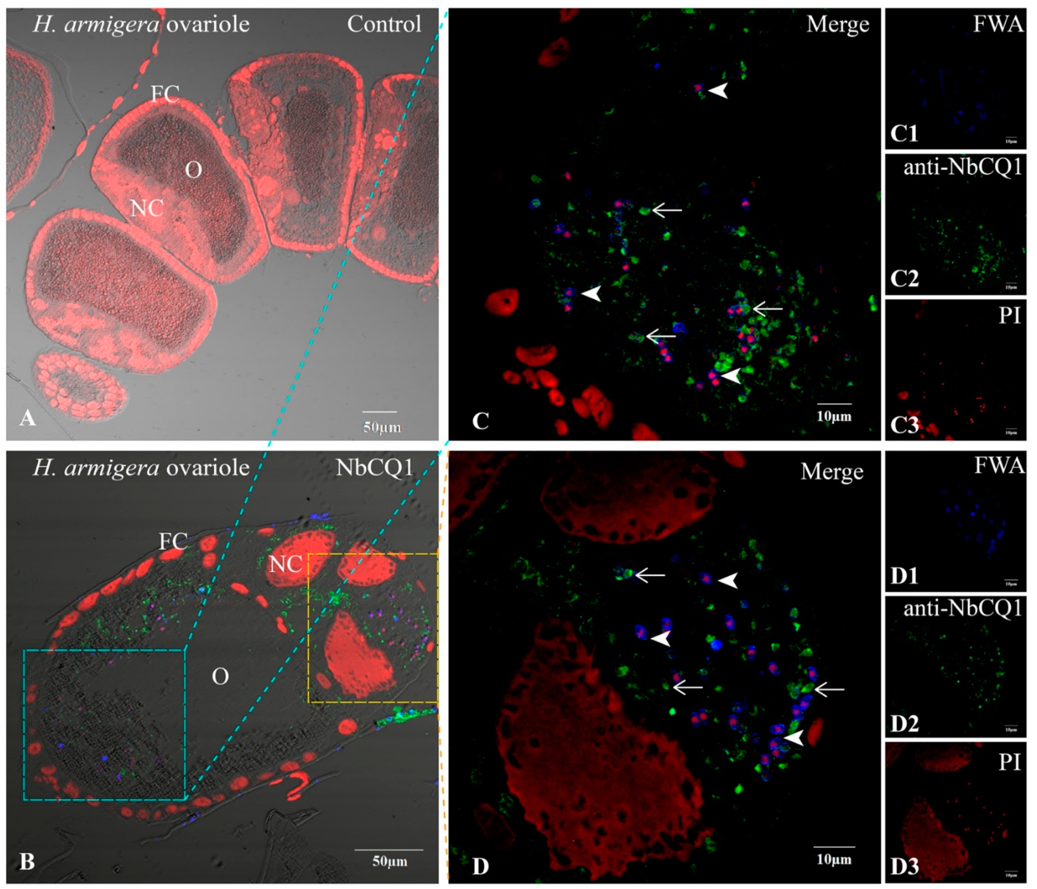 Microorganisms 09 01442 g004
