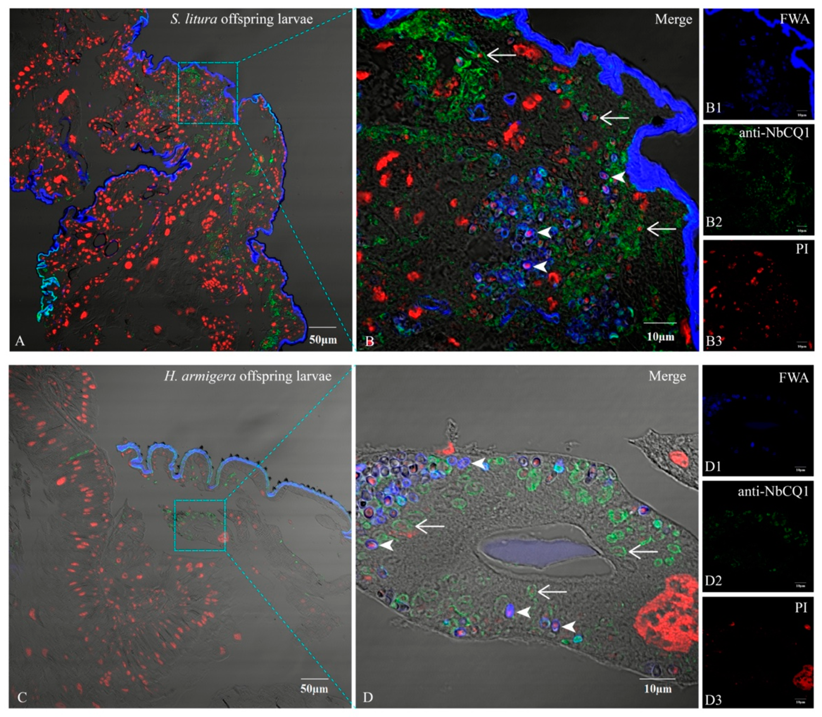 Microorganisms 09 01442 g008