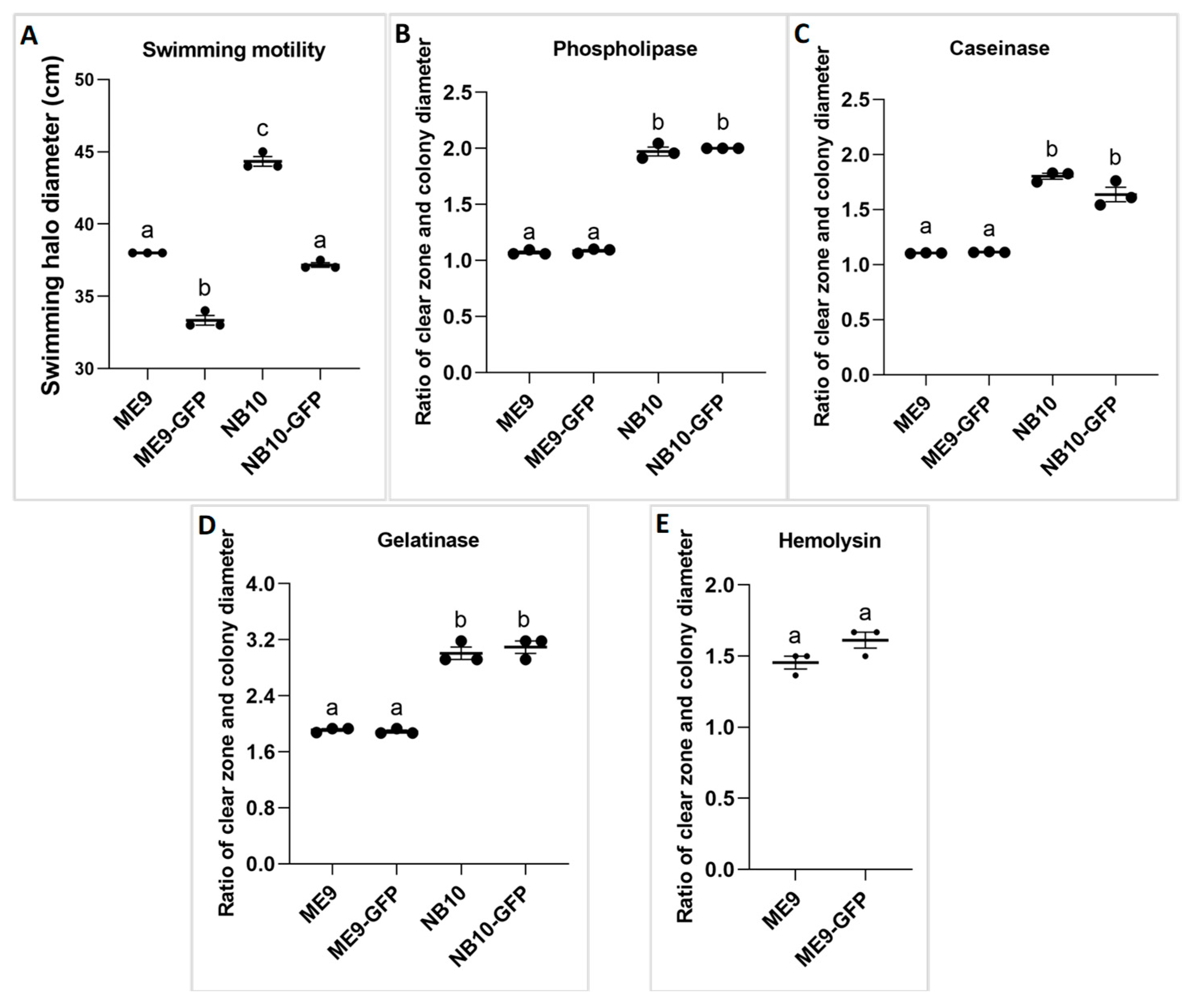 Microorganisms Free Full Text Dynamic Immune Response To Vibriosis In Pacific Oyster Crassostrea Gigas Larvae During The Infection Process As Supported By Accurate Positioning Of Gfp ged Vibrio Strains Html