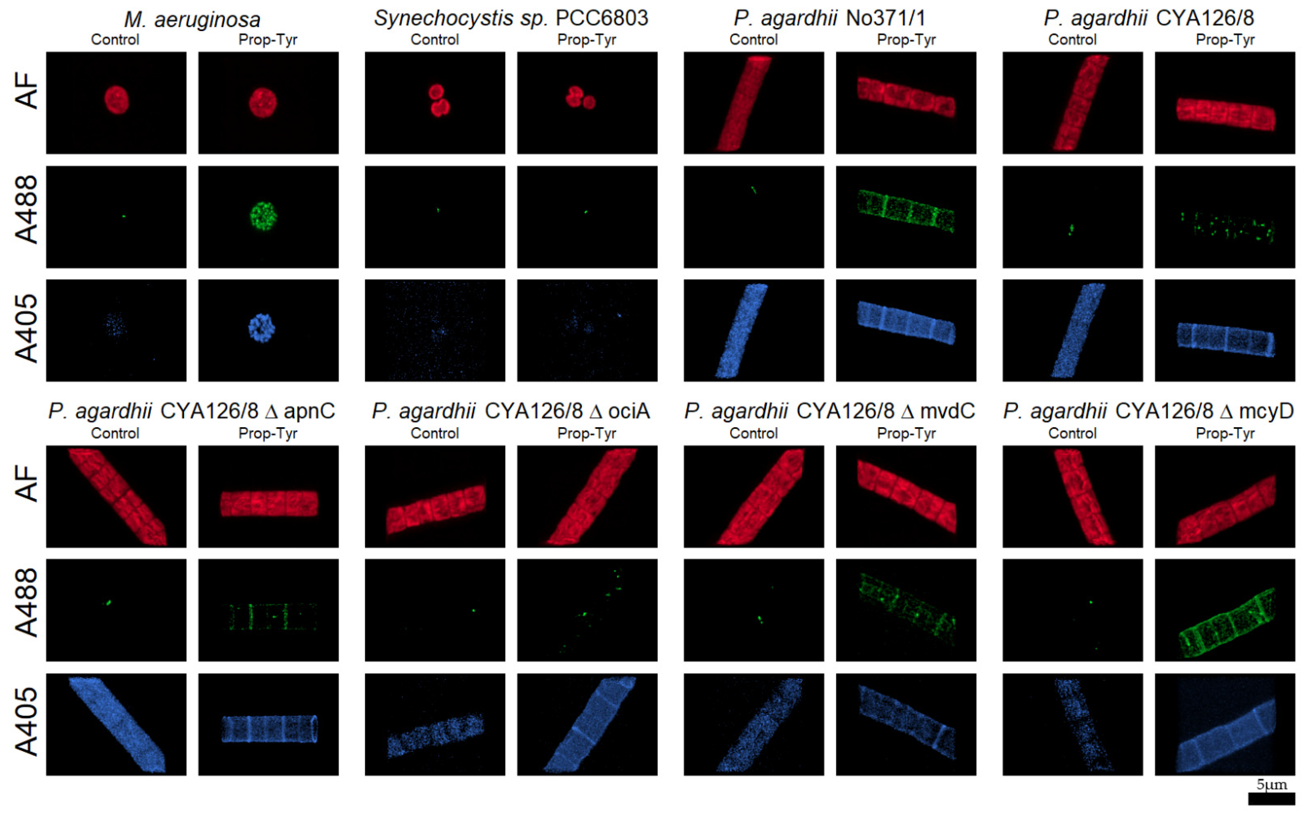 Microorganisms 09 01578 g002 Microorganisms 09 01578 g002