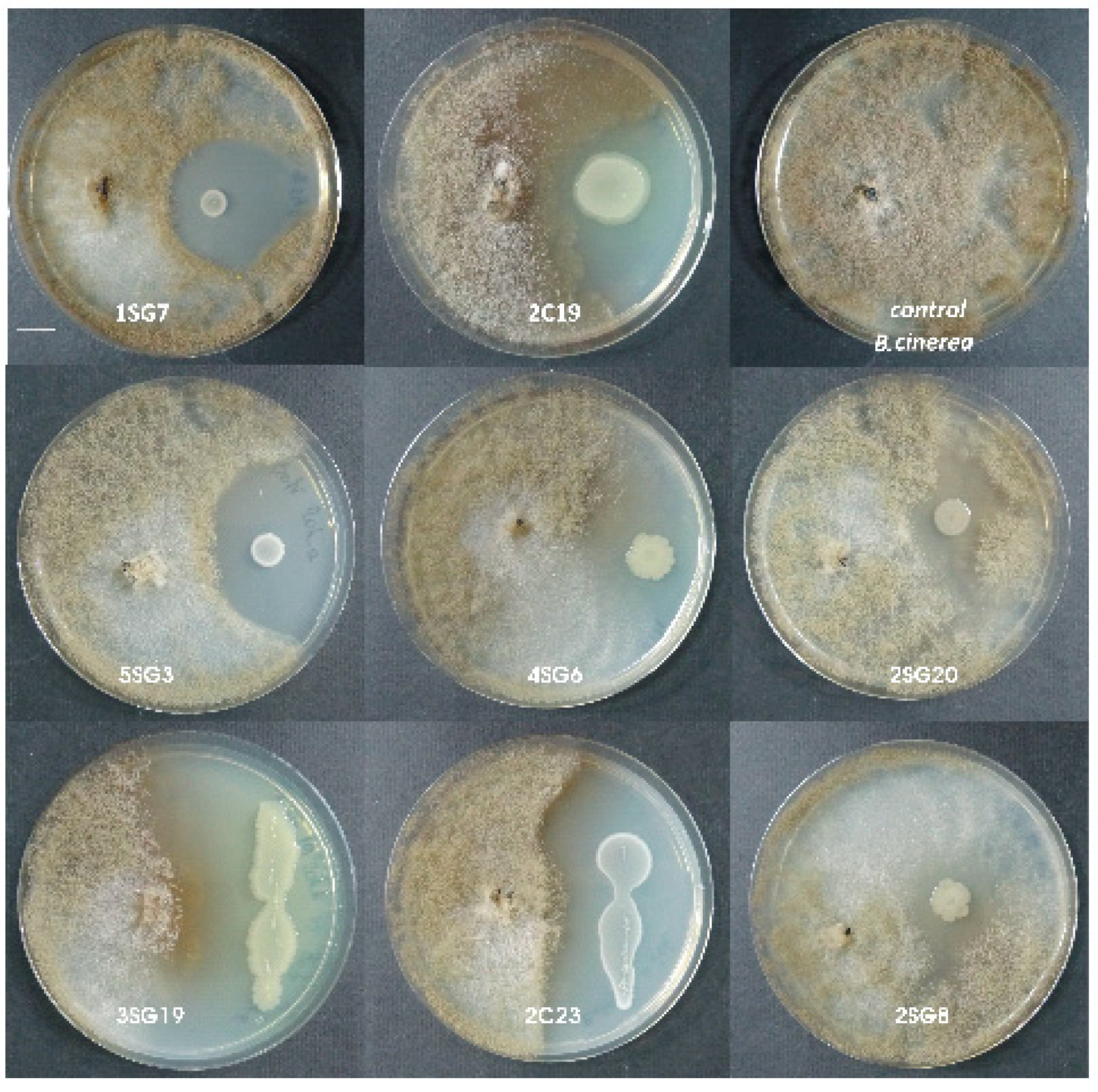 Microorganisms 09 01588 g002