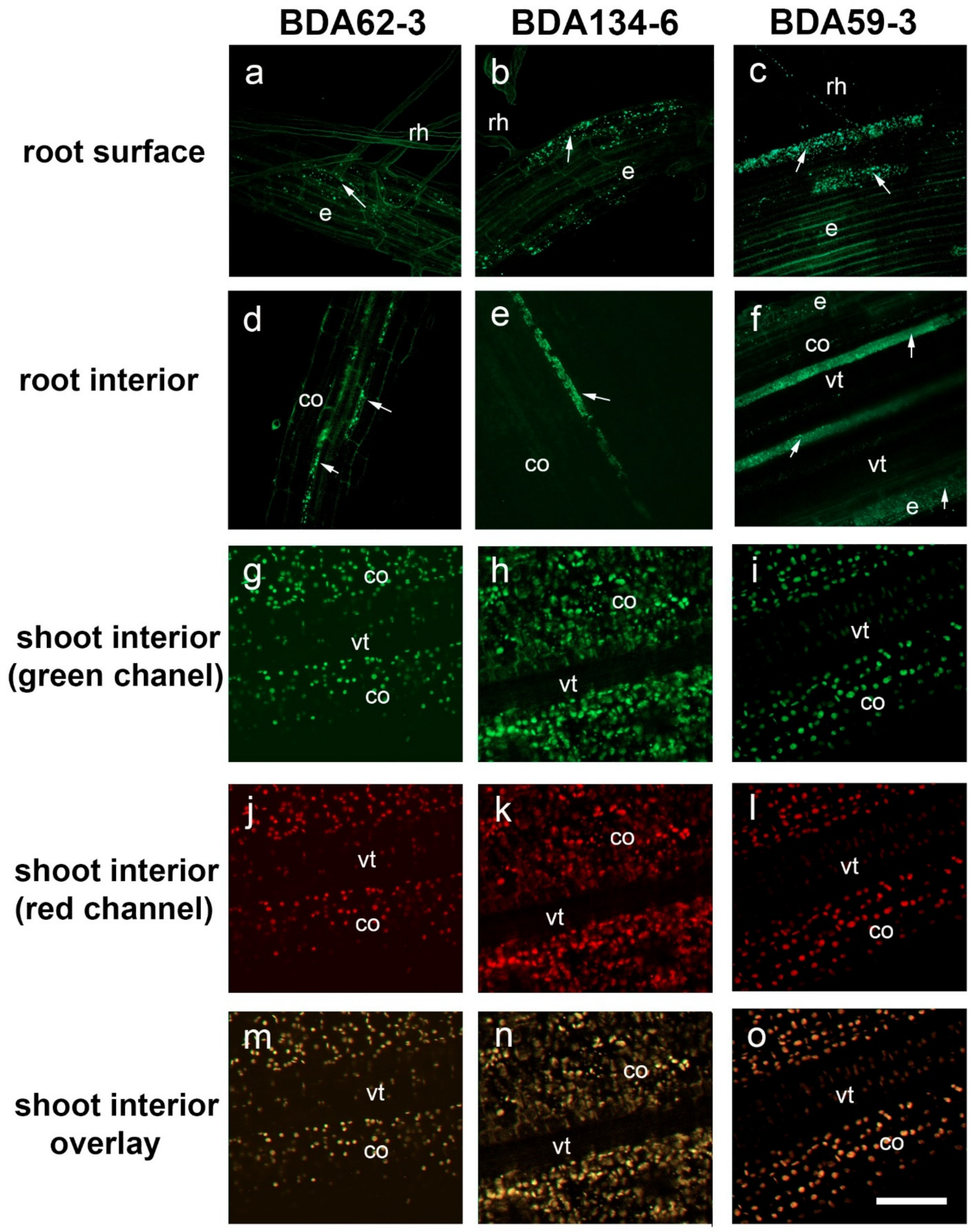 Microorganisms 09 01714 g003