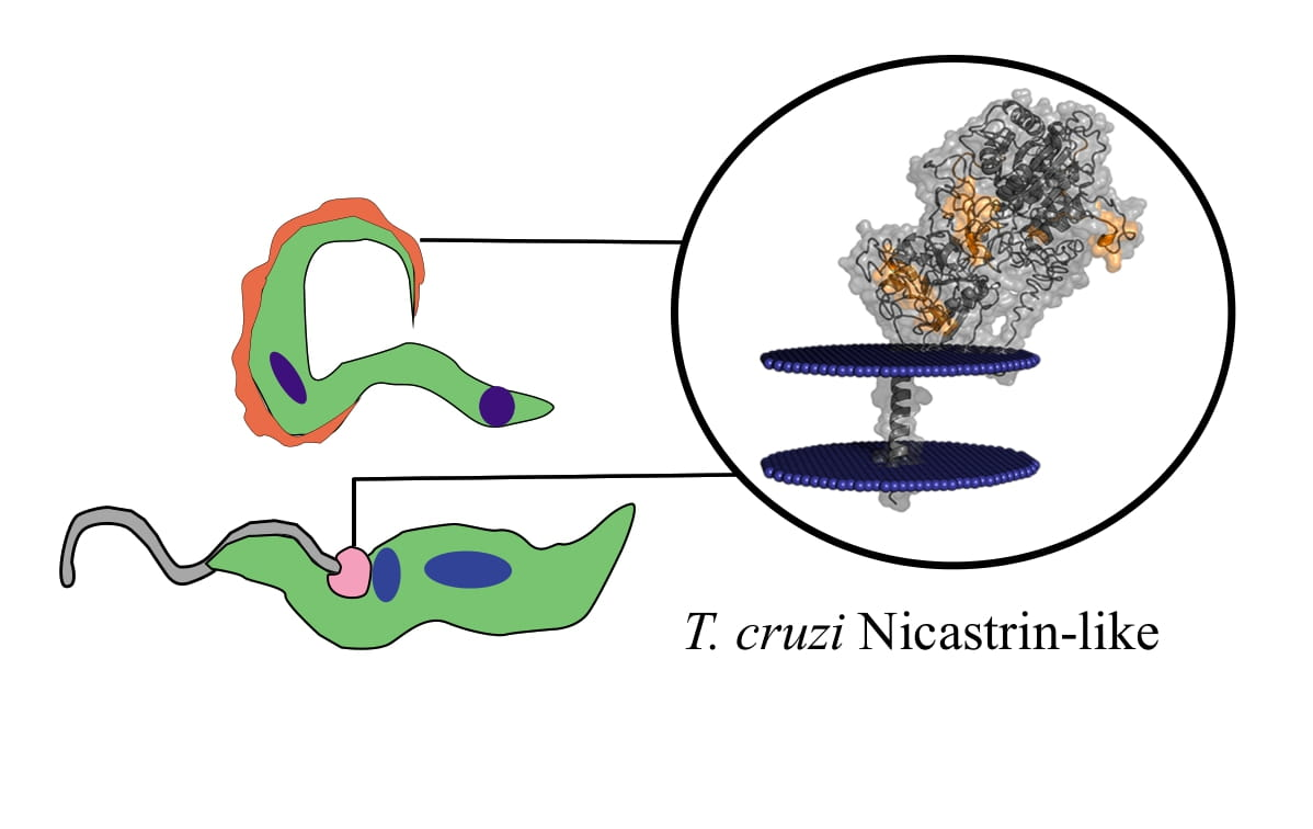 Microorganisms | Free Full-Text | Nicastrin-Like, a Novel Transmembrane  Protein from Trypanosoma cruzi Associated to the Flagellar Pocket | HTML