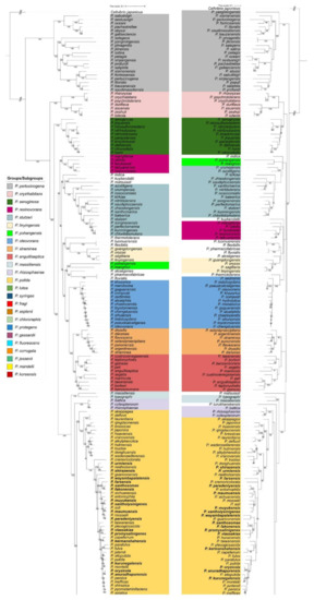 Microorganisms | Free Full-Text | The Ever-Expanding Pseudomonas Genus:  Description of 43 New Species and Partition of the Pseudomonas putida Group  | HTML