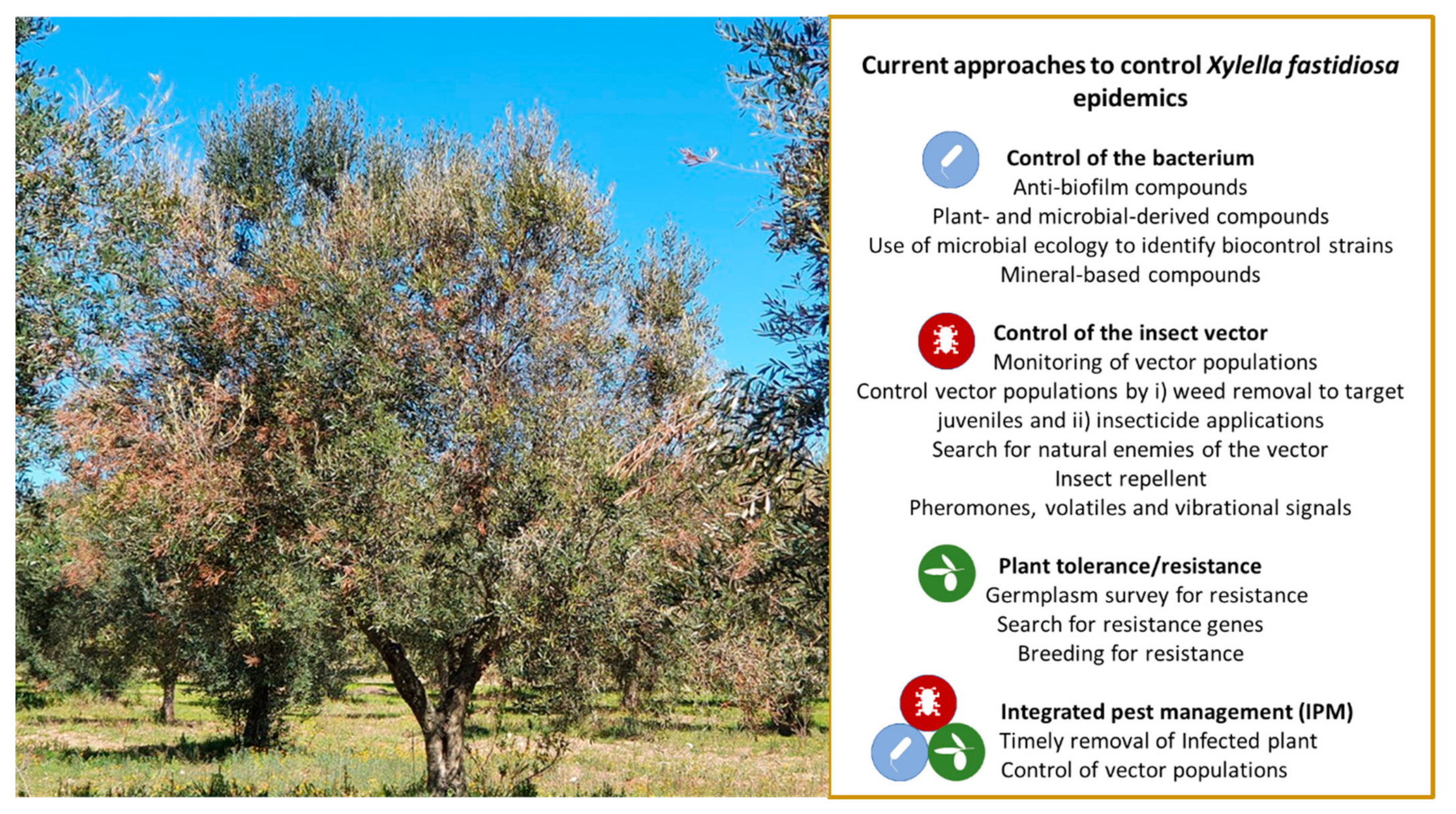Microorganisms | Free Full-Text | Xylella fastidiosa in Olive: A Review of  Control Attempts and Current Management | HTML