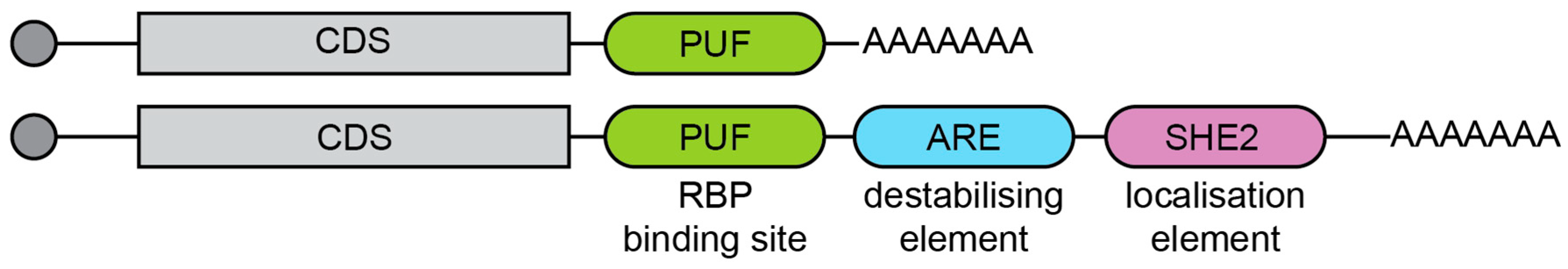 Microorganisms 09 01885 g001