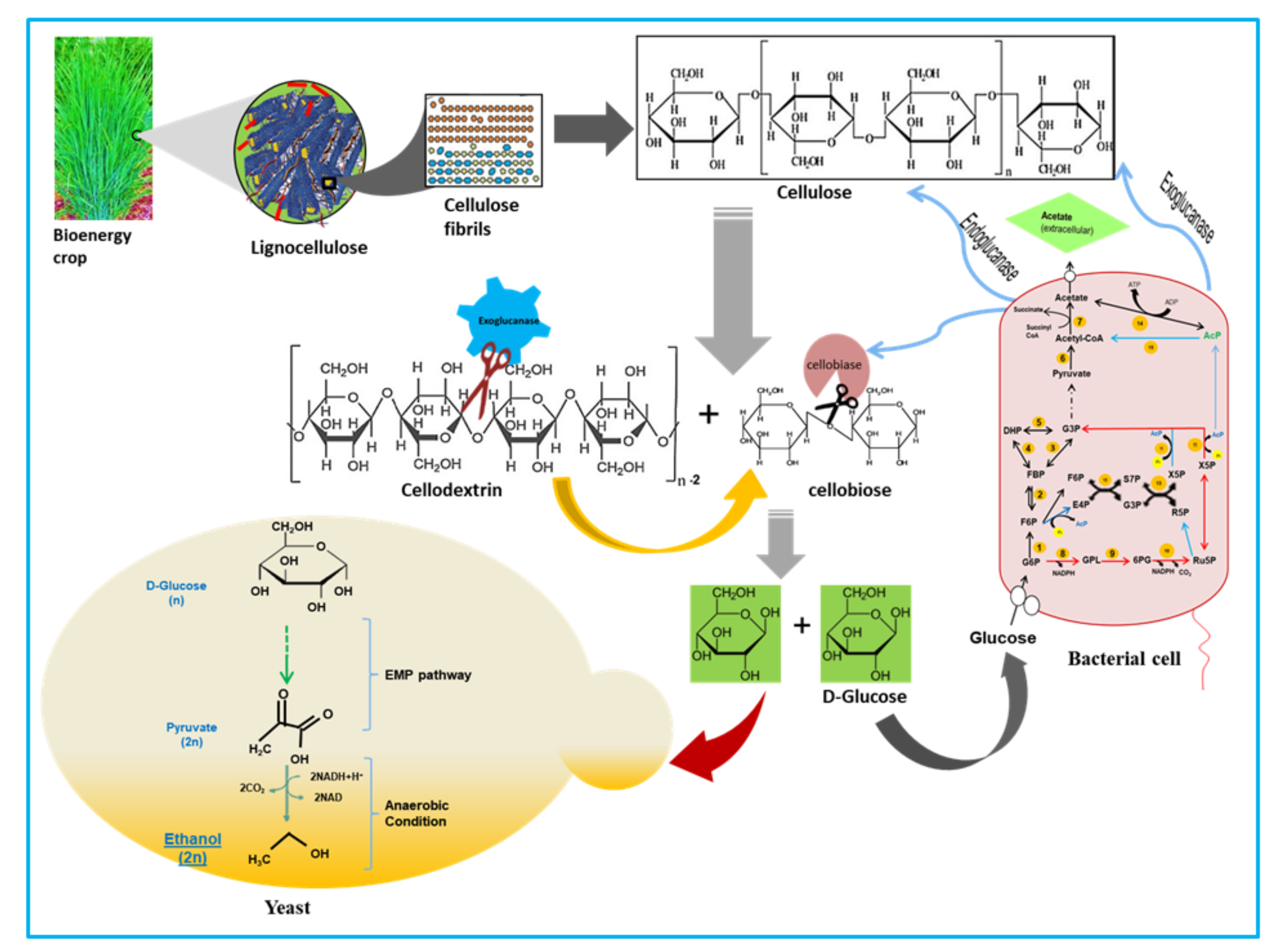 Microorganisms 09 01952 g009 Microorganisms 09 01952 g009