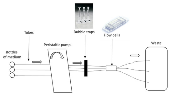 Microorganisms Free Full Text Comparison Of Two Cutibacterium Acnes Biofilm Models Html