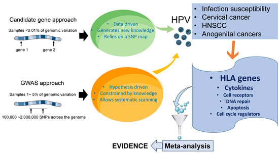 Microorganisms | Free Full-Text | Genetic Predisposition to Persistent Human  Papillomavirus-Infection and Virus-Induced Cancers | HTML