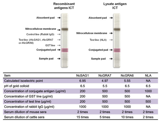 Microorganisms Free Full Text Comparative Evaluation Of Four Potent Neospora Caninum Diagnostic Antigens Using Immunochromatographic Assay For Detection Of Specific Antibody In Cattle