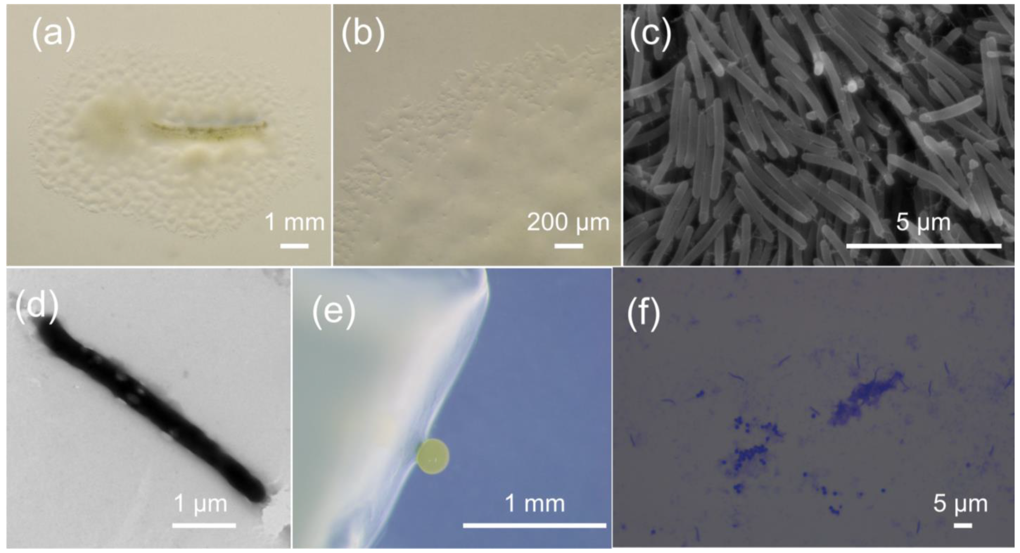 Microorganisms 09 02137 g001