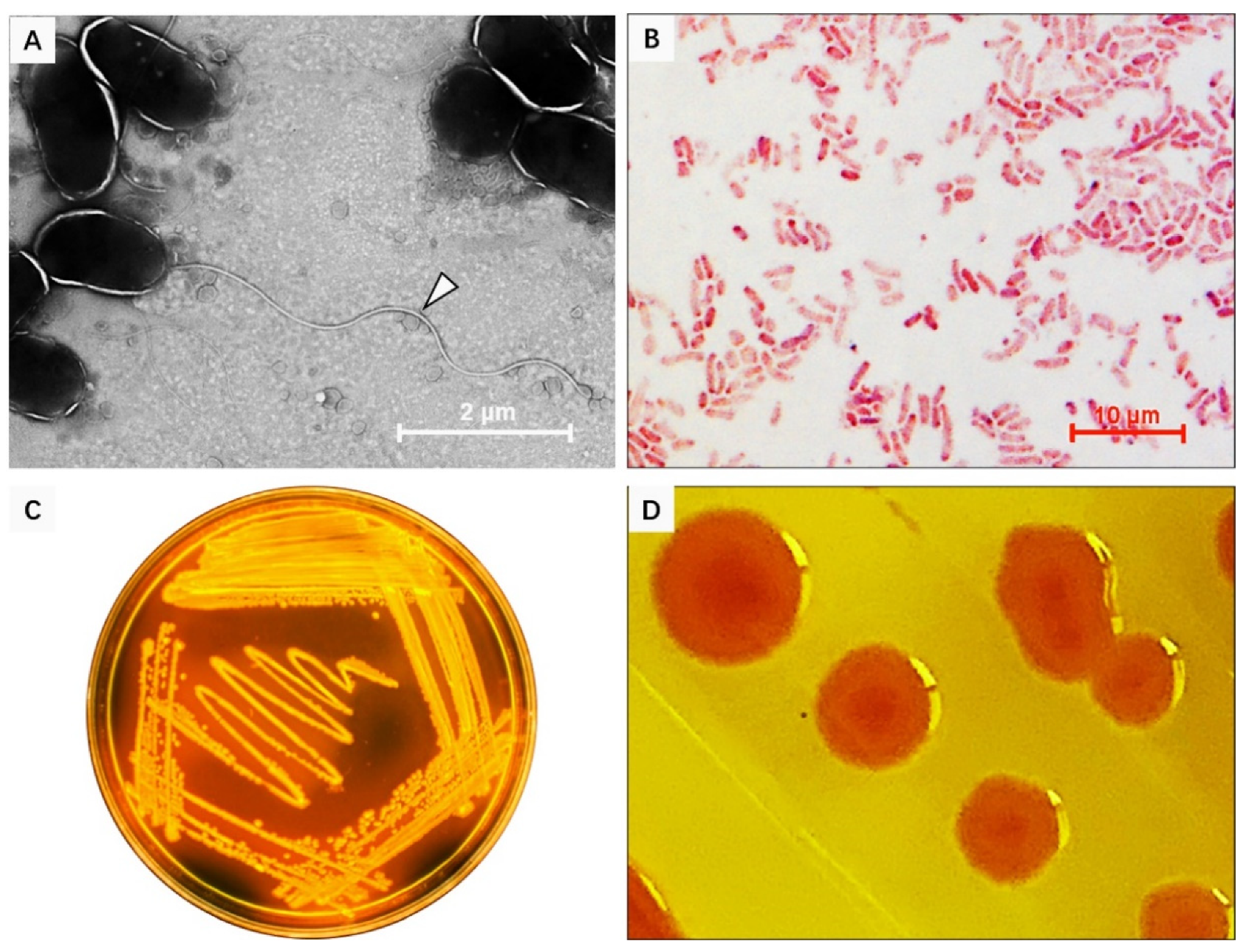Microorganisms 09 02161 g003 Microorganisms 09 02161 g003