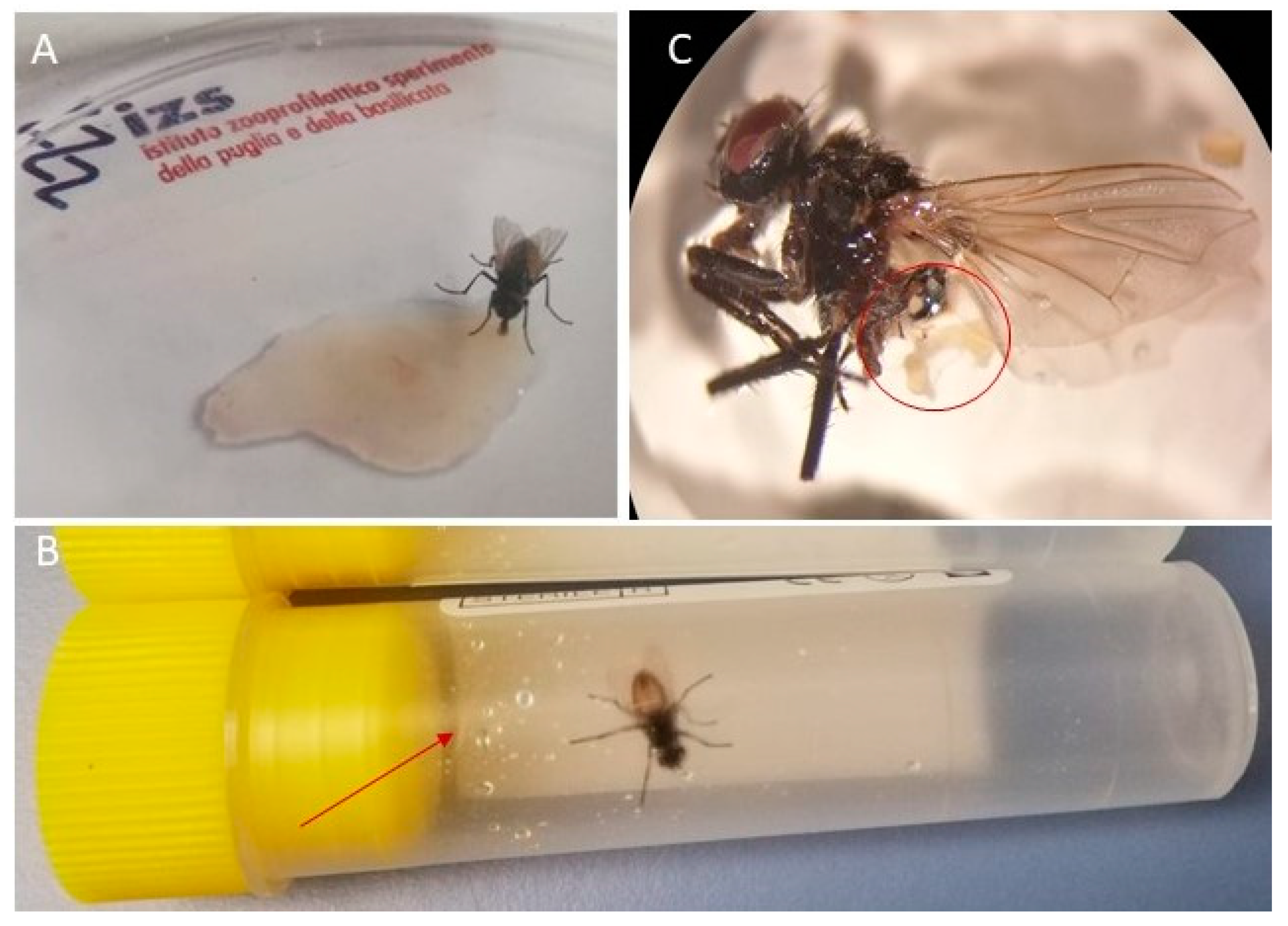 Microorganisms 09 02185 g002