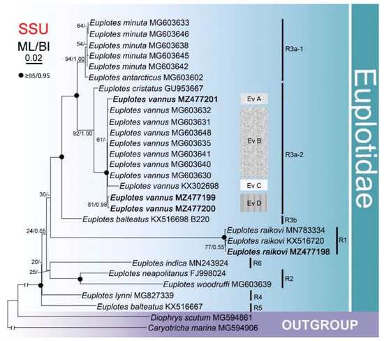 Microorganisms Free Full Text Genetic Diversity And Phylogeny Of