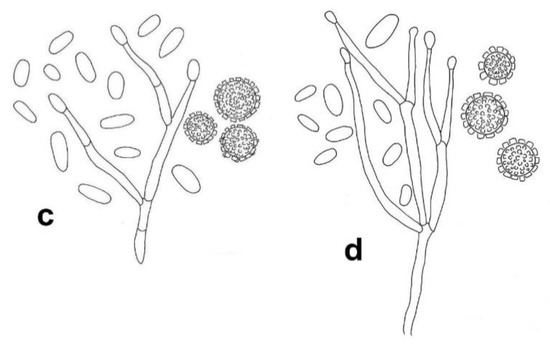 Microorganisms | Free Full-Text | Diversity and Host Relationships of ...