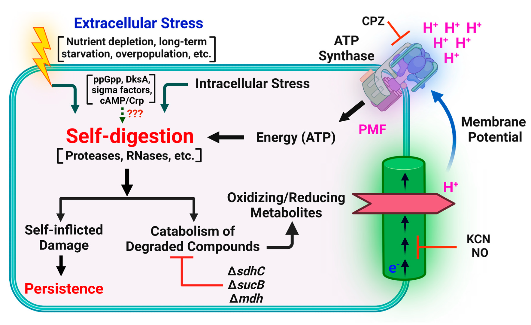 Microorganisms 09 02269 g001 Microorganisms 09 02269 g001