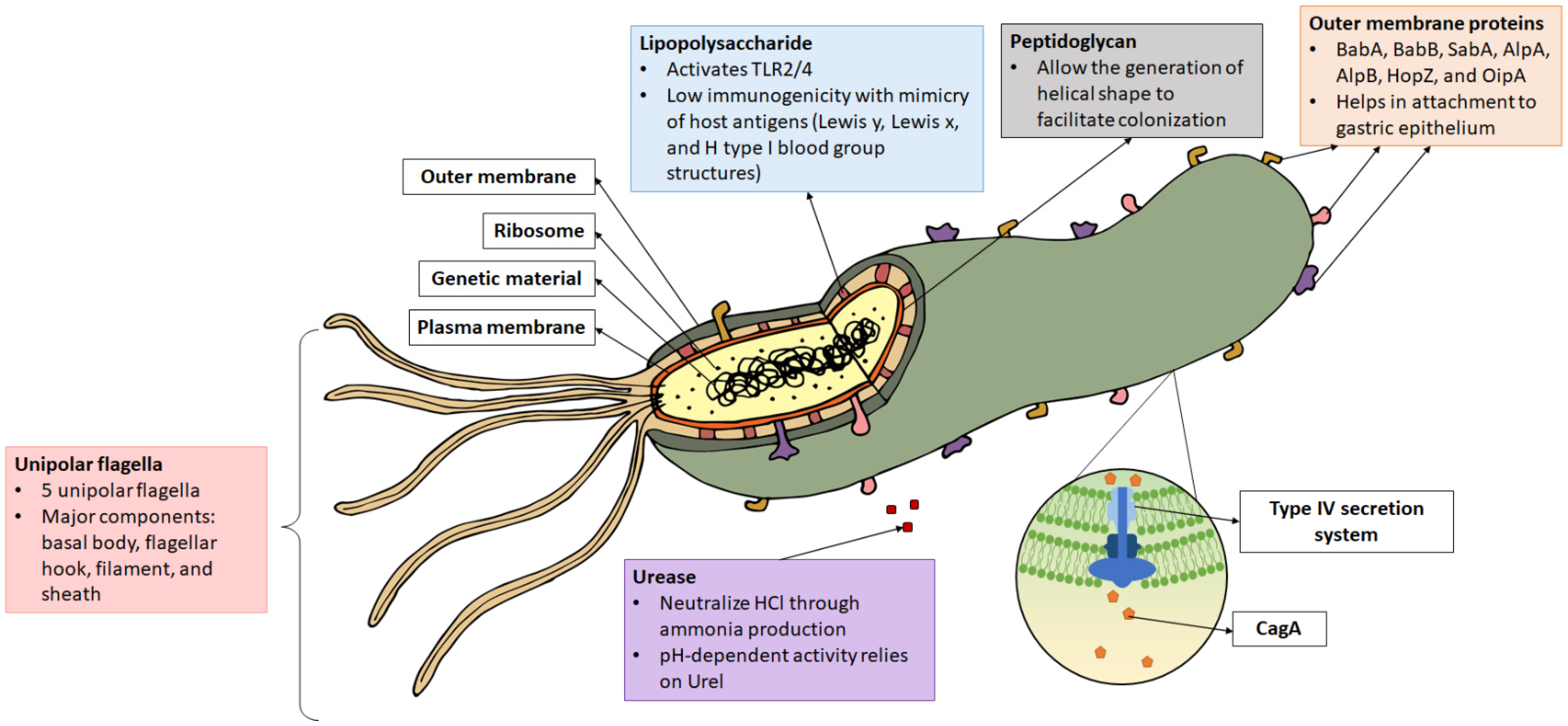 Microorganisms | Free Full-Text | An Overview of Helicobacter pylori  Survival Tactics in the Hostile Human Stomach Environment