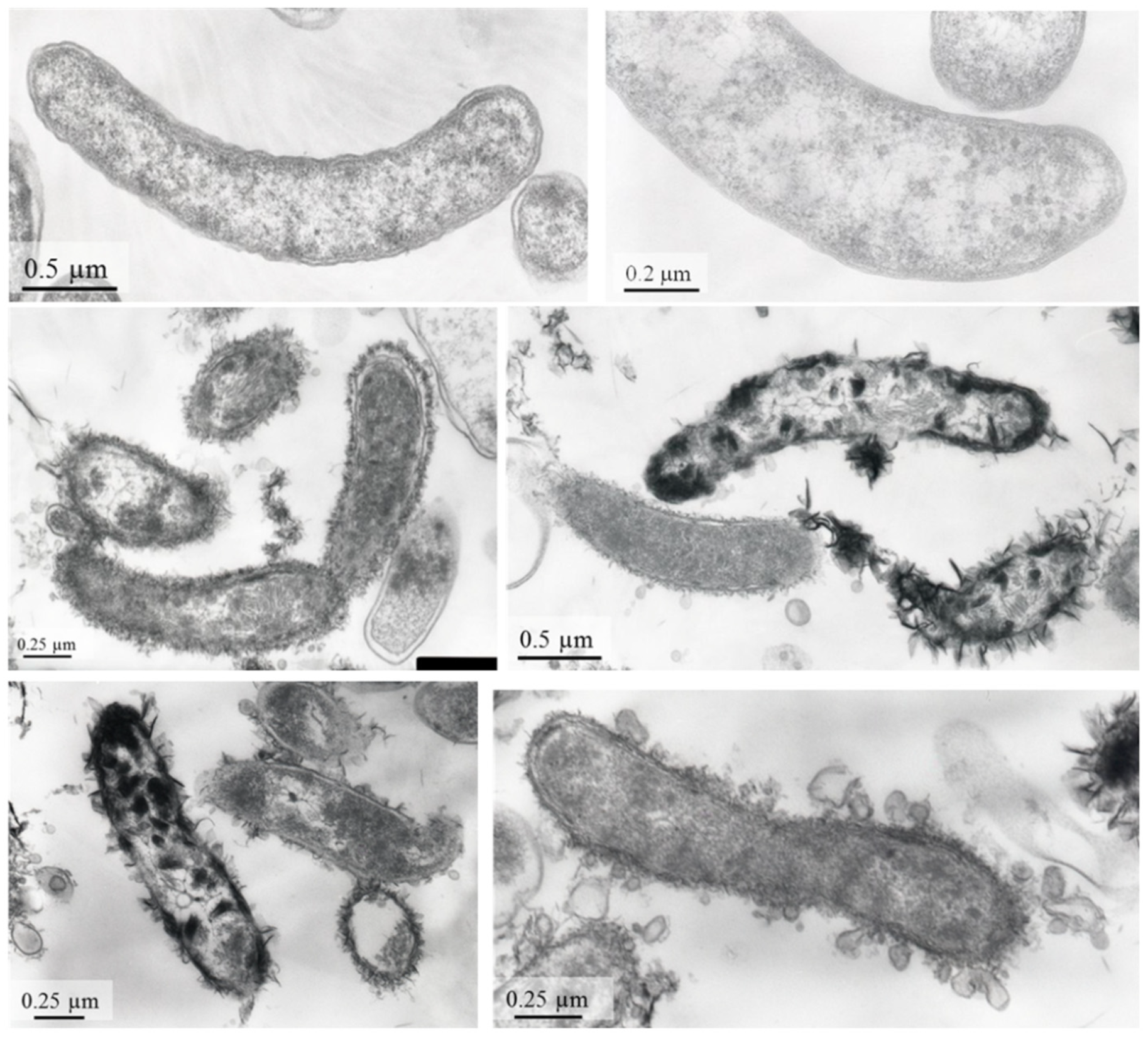 Microorganisms 09 02558 g003
