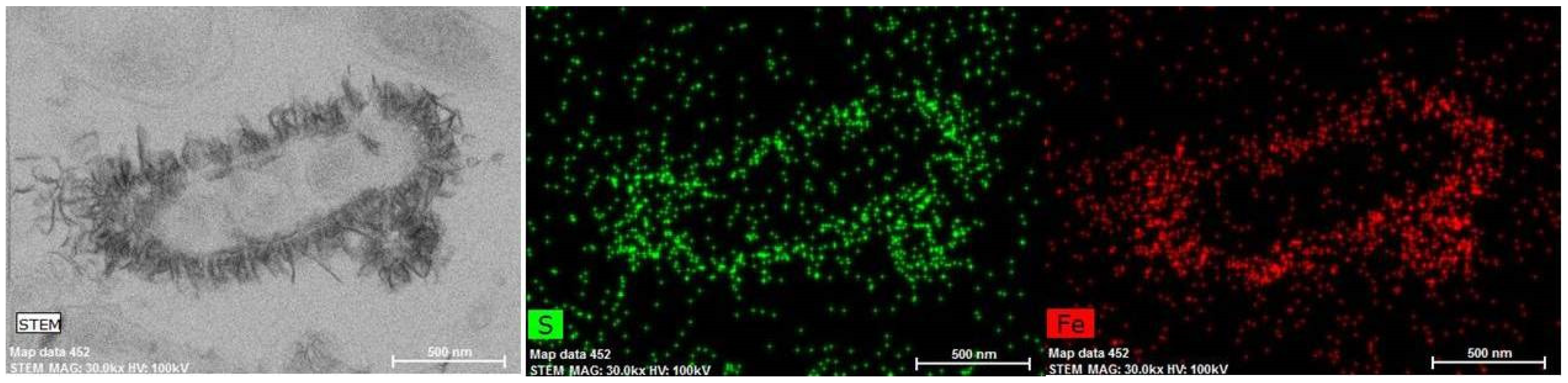 Microorganisms 09 02558 g004