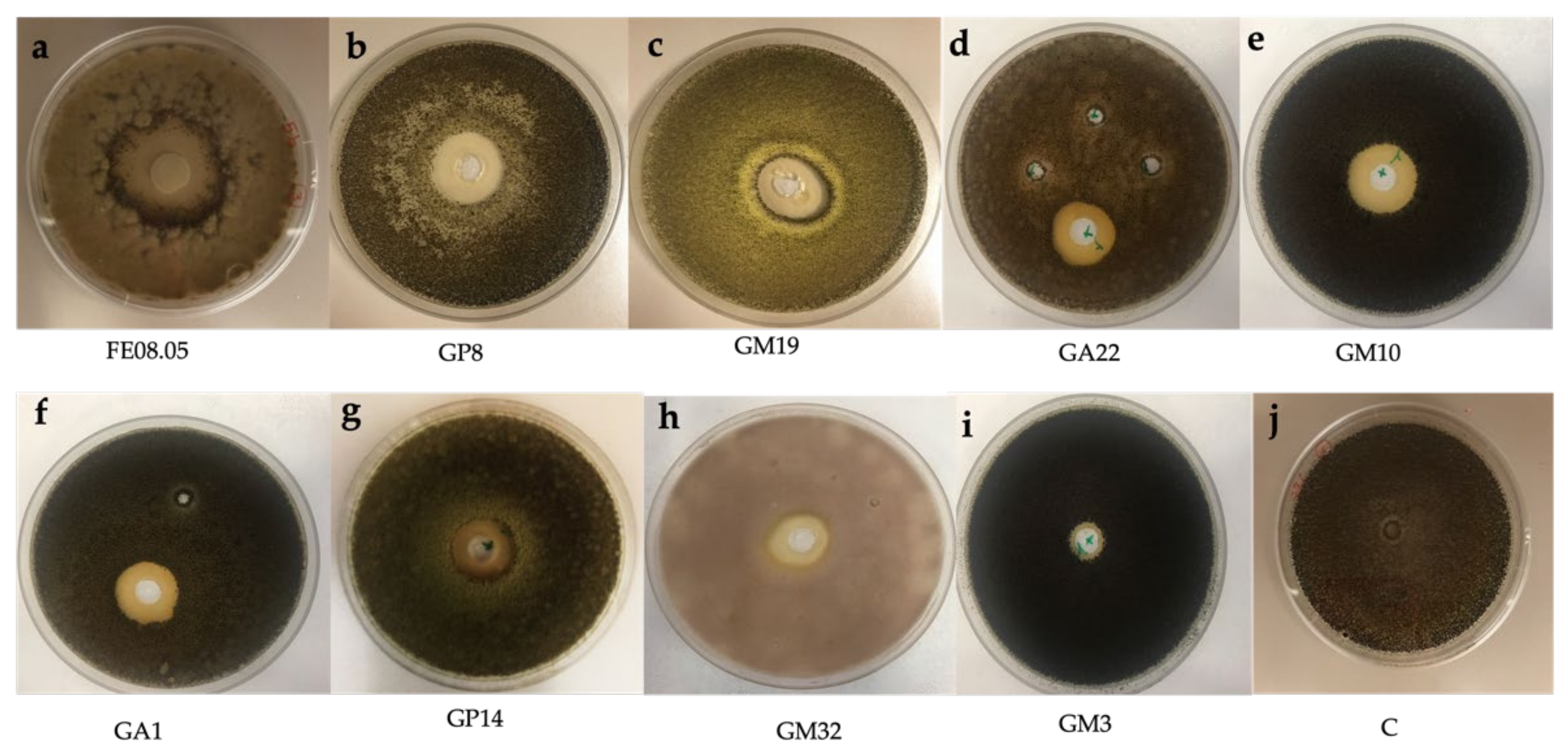 Microorganisms 09 02582 g005