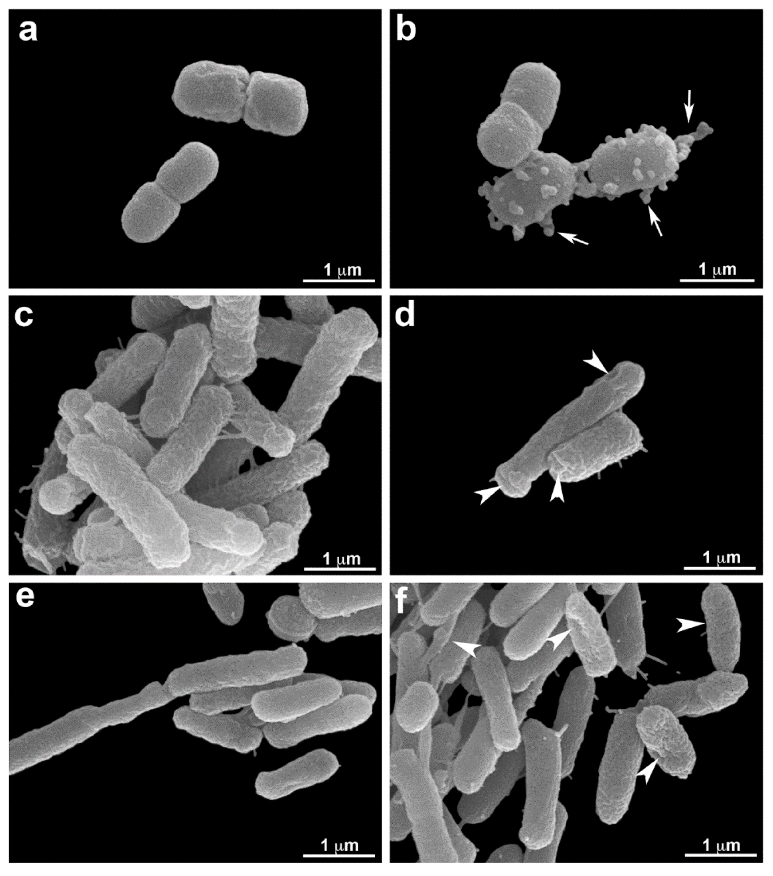 Microorganisms | Free Full-Text | Detrimental Effect of Ozone on Pathogenic  Bacteria | HTML