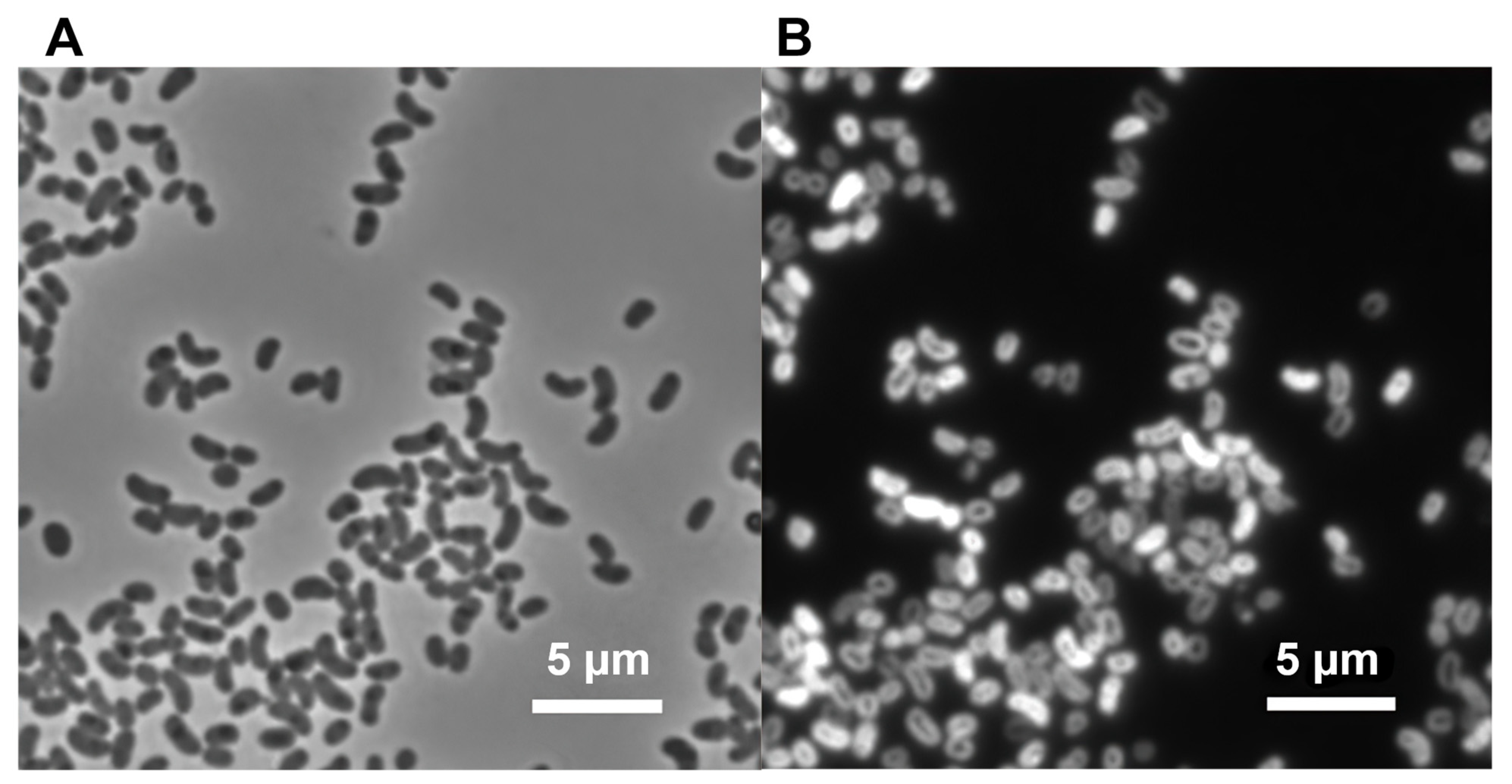 Microorganisms 10 00080 g001