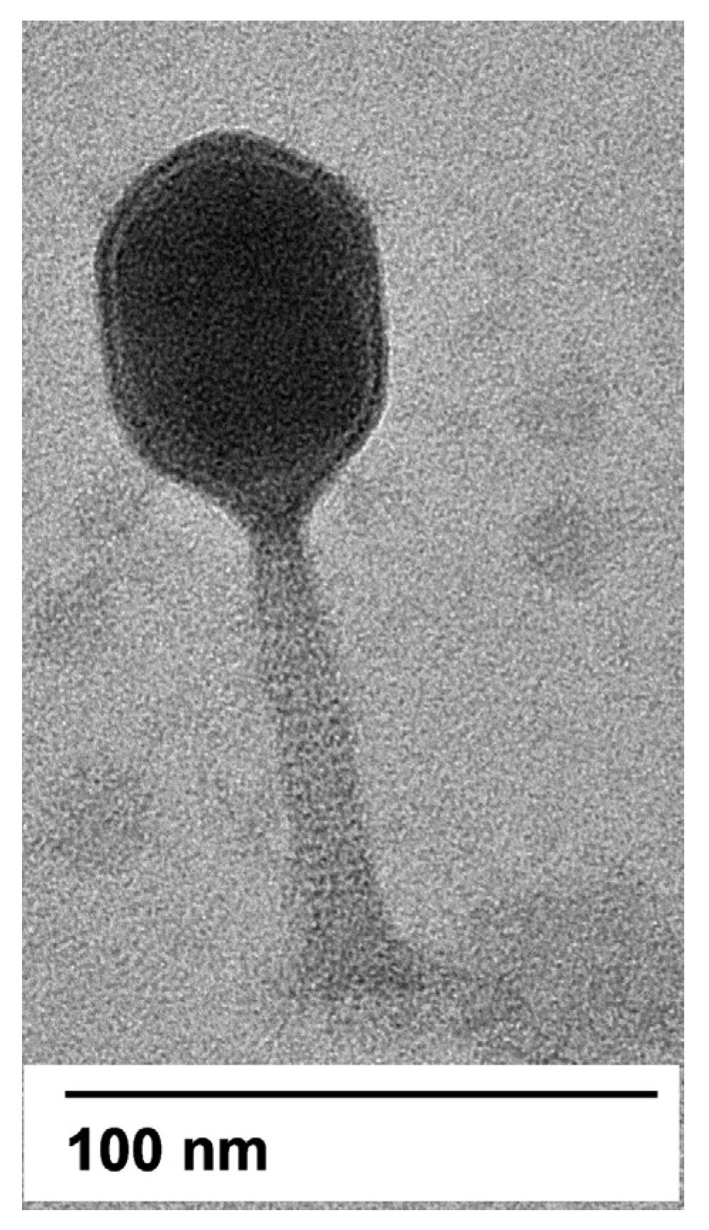 Microorganisms 10 00102 g002