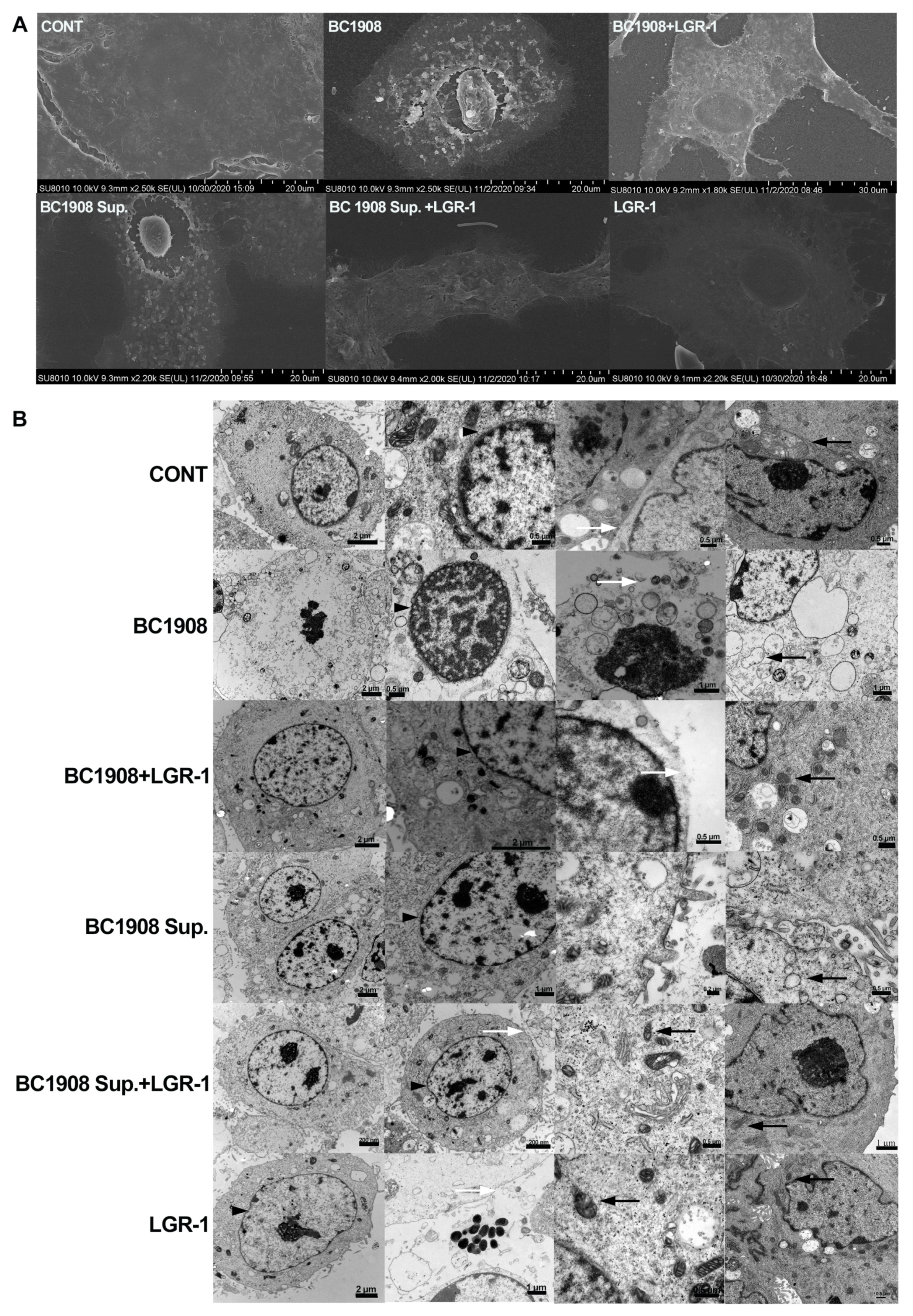 Microorganisms 10 00137 g001