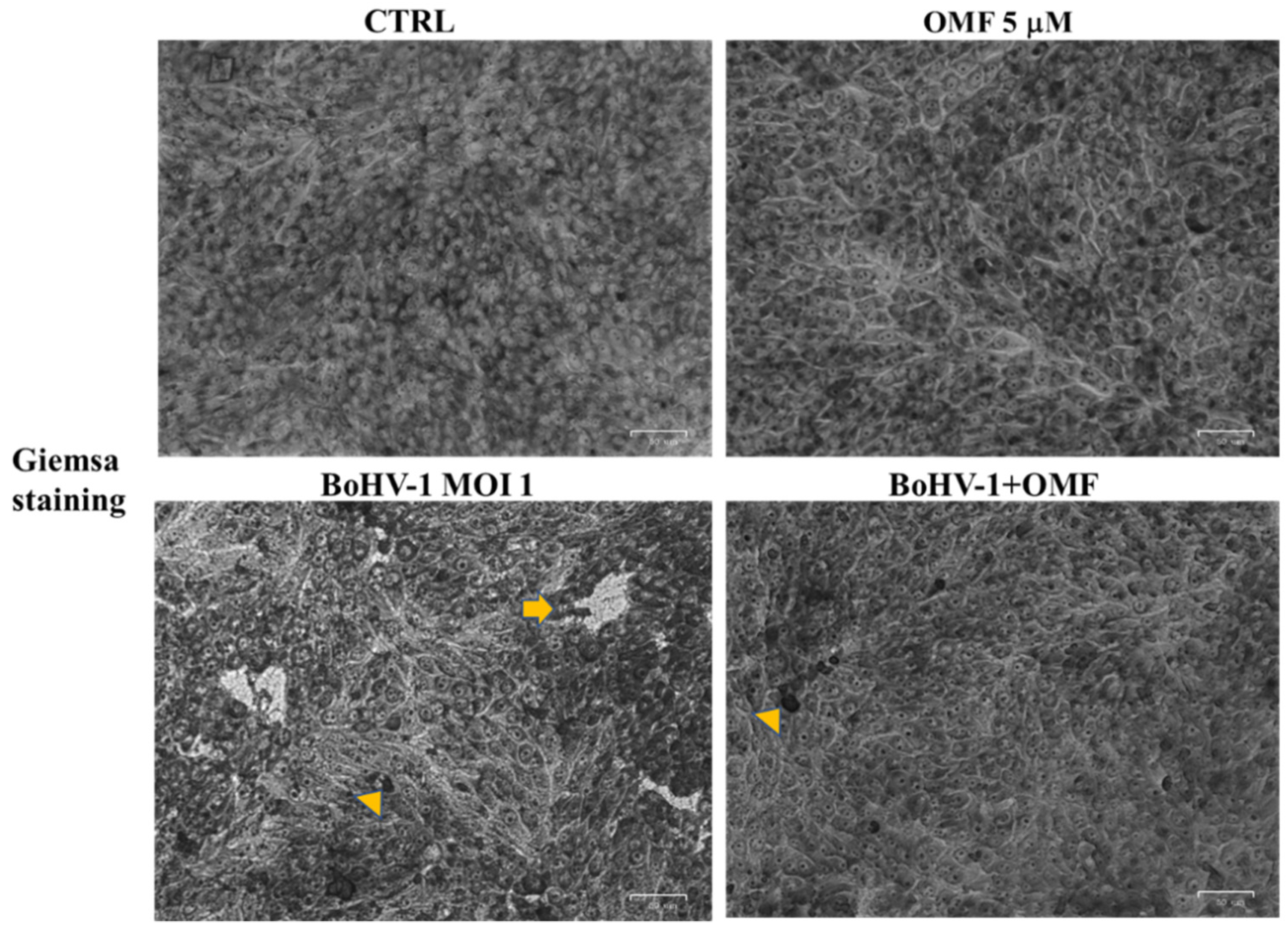 Microorganisms 10 00188 g004