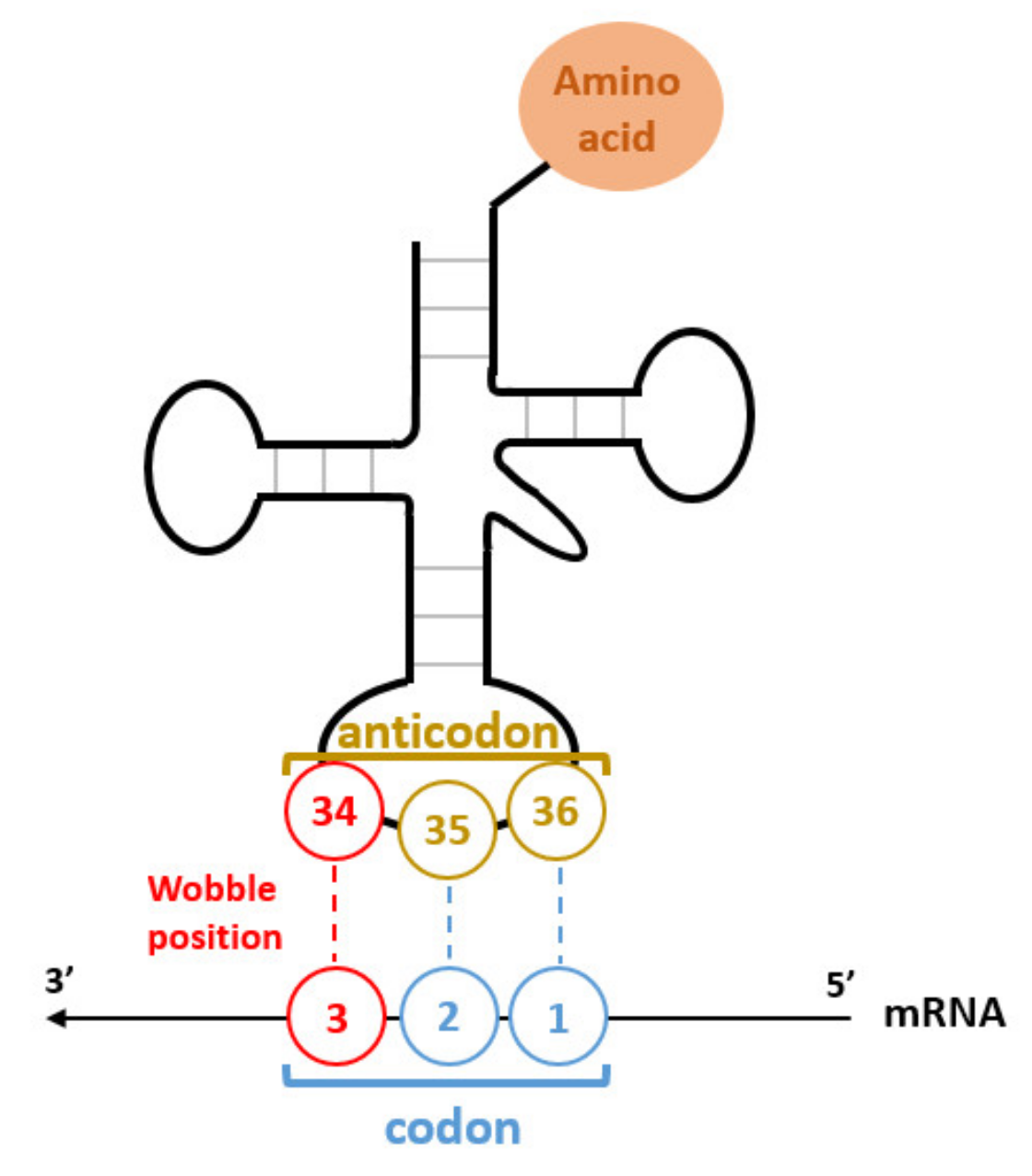 simple trna anticodon