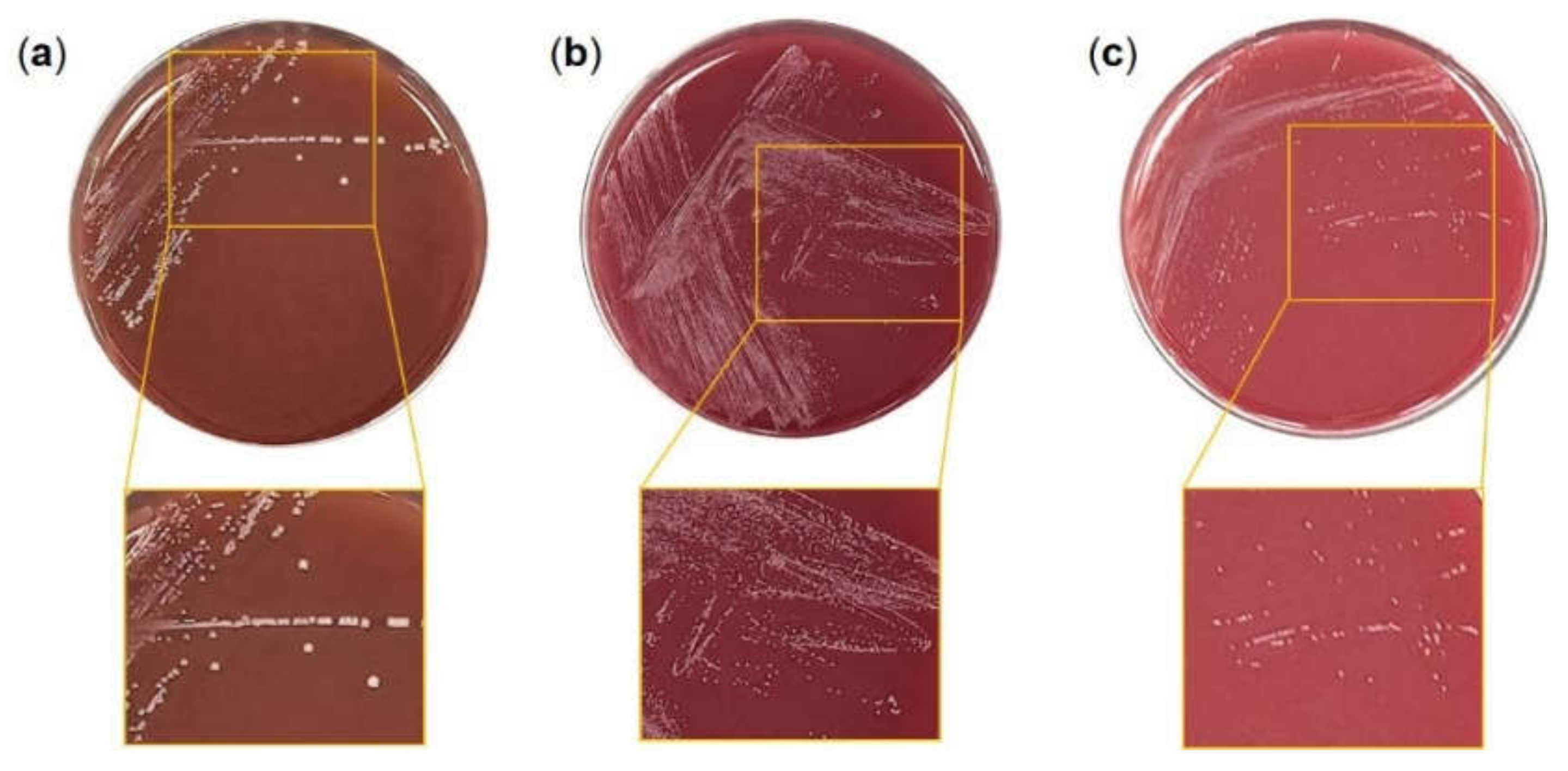 Microorganisms 10 00234 g001