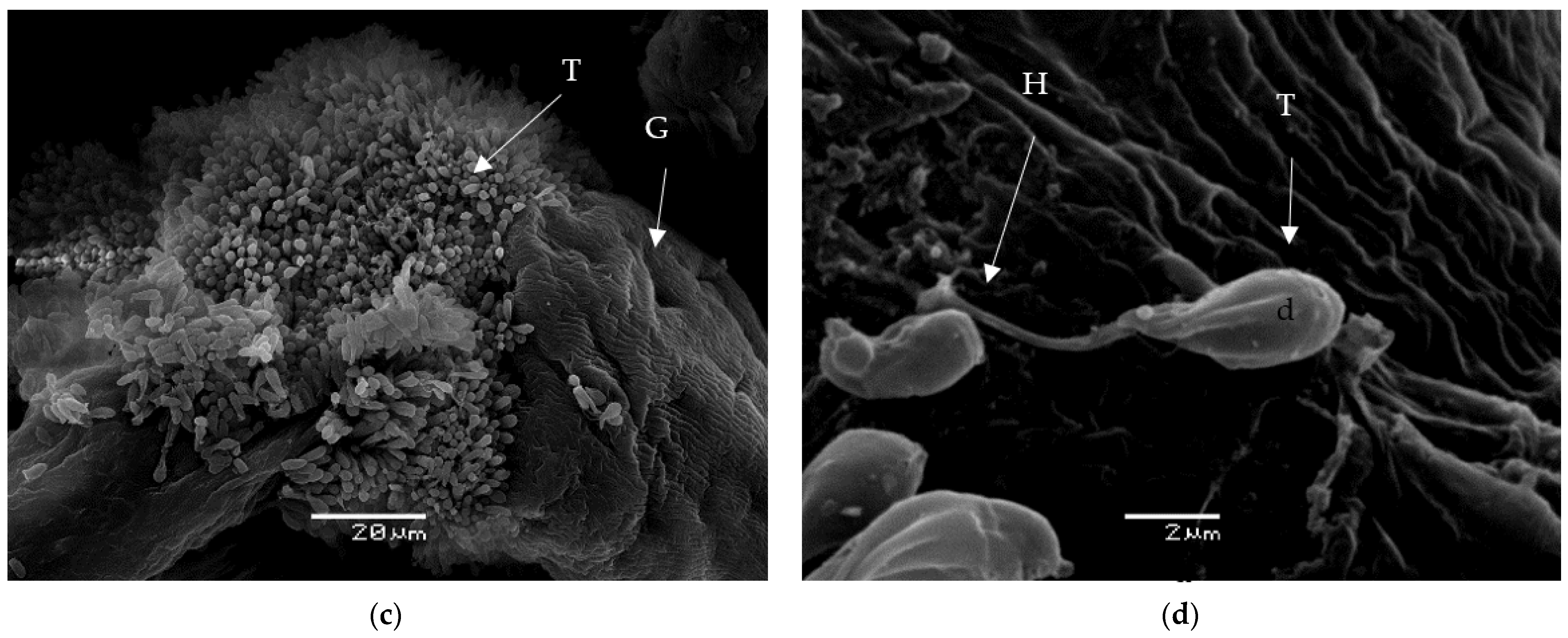 Microorganisms 10 00294 g004b Microorganisms 10 00294 g004b